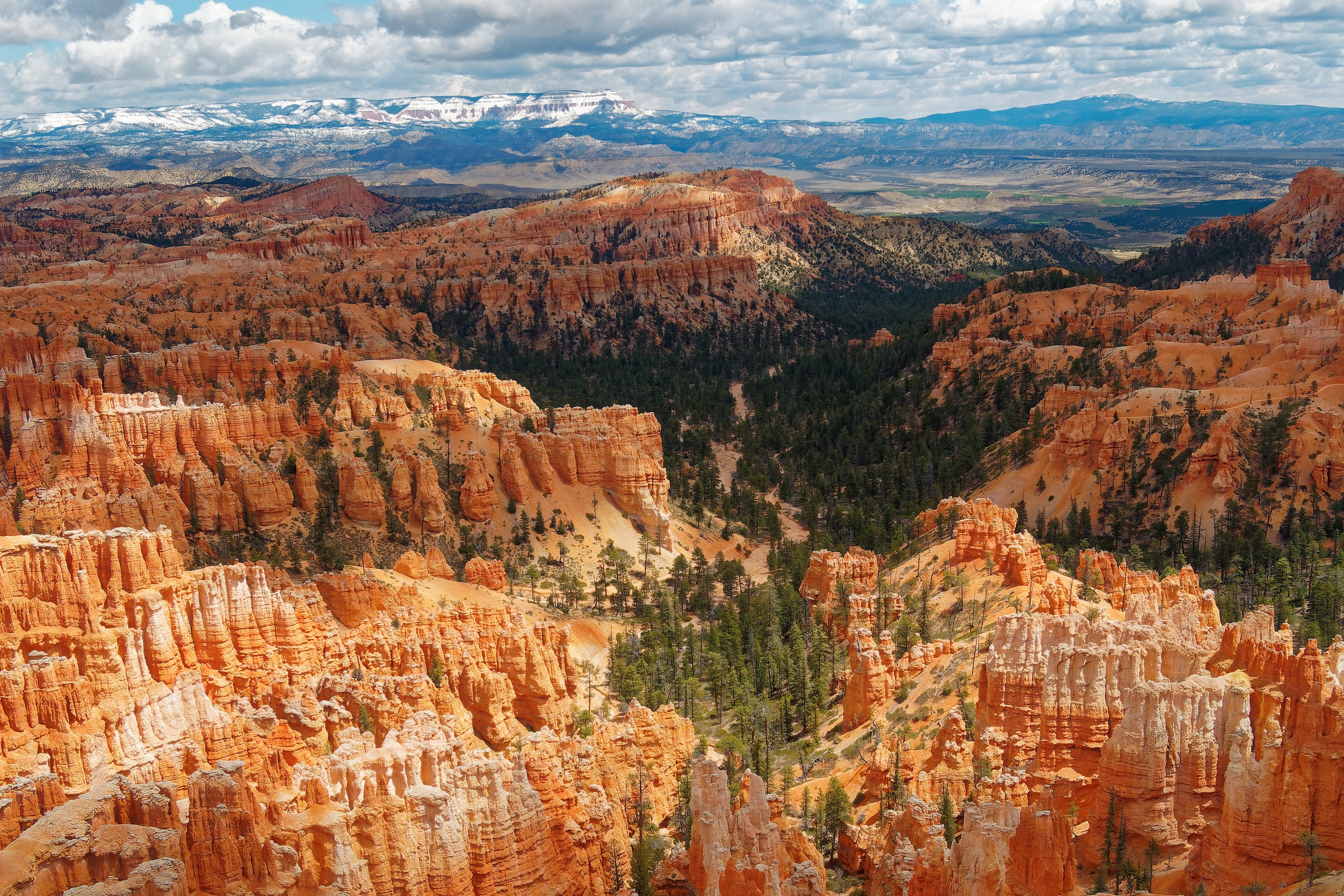 Bryce Canyon National Park Hoodoos and Forest HD Wallpaper