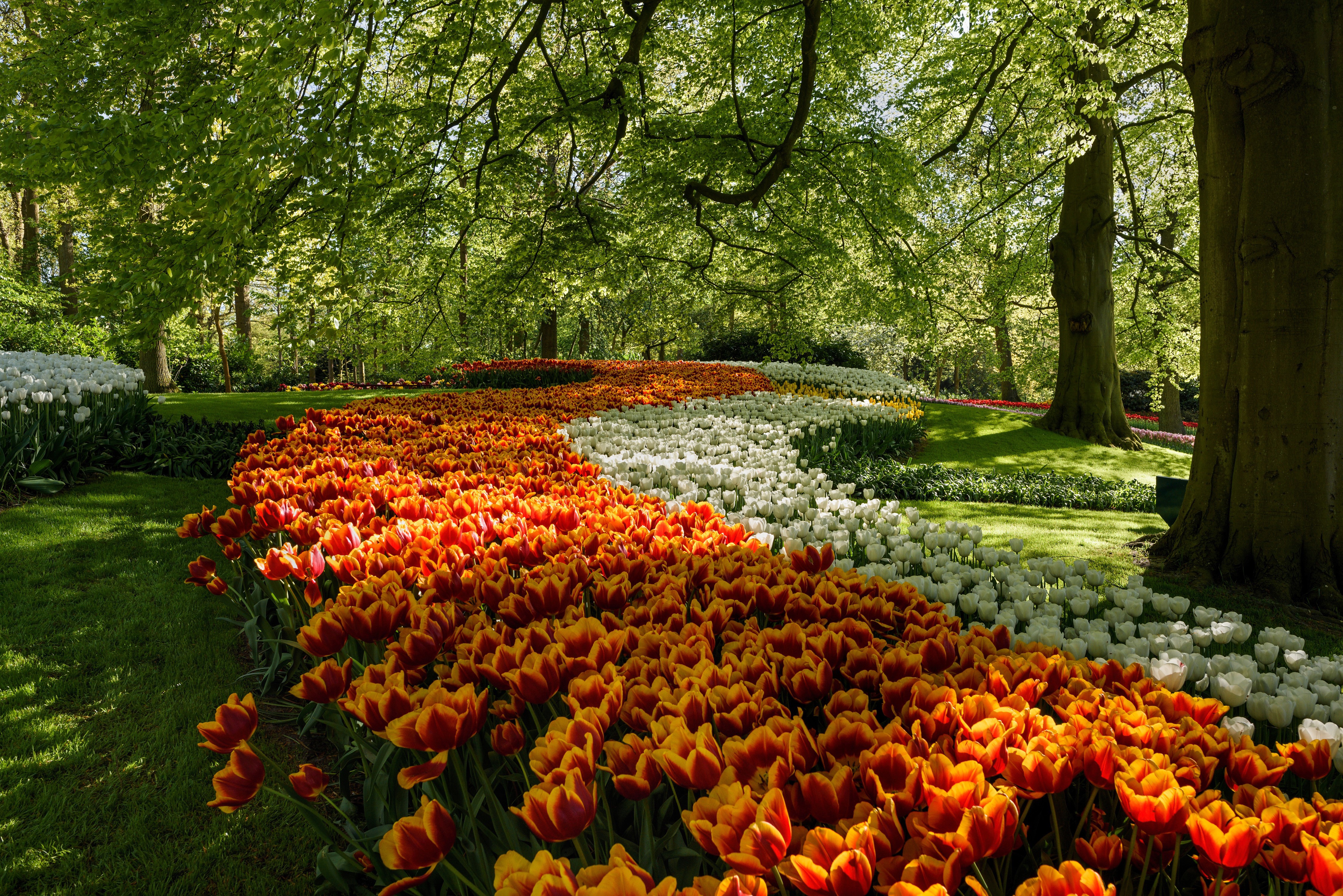 4K Keukenhof Gardens with Tulips and Trees HD Wallpaper