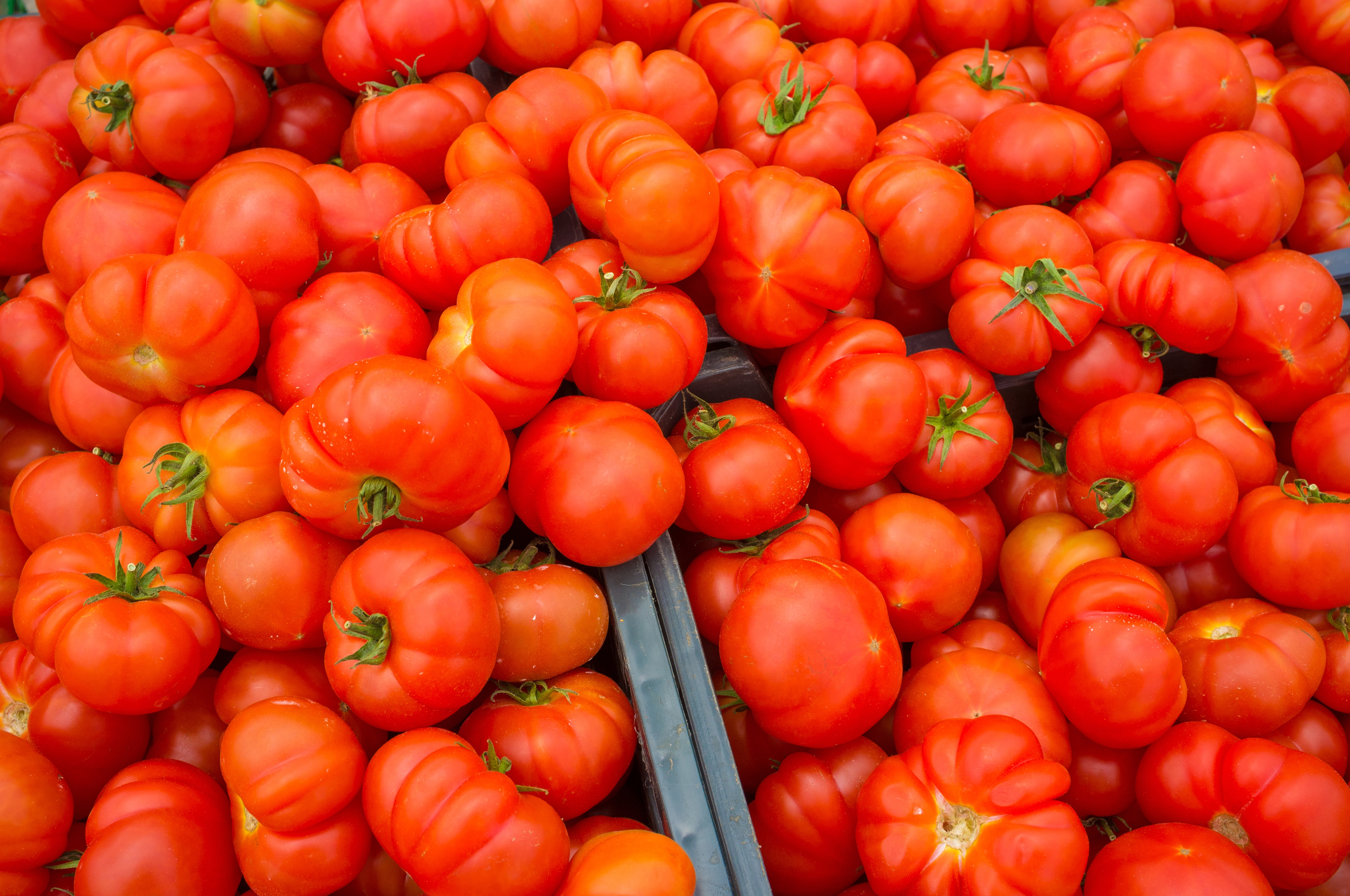 Many Red Tomatoes HD Wallpaper