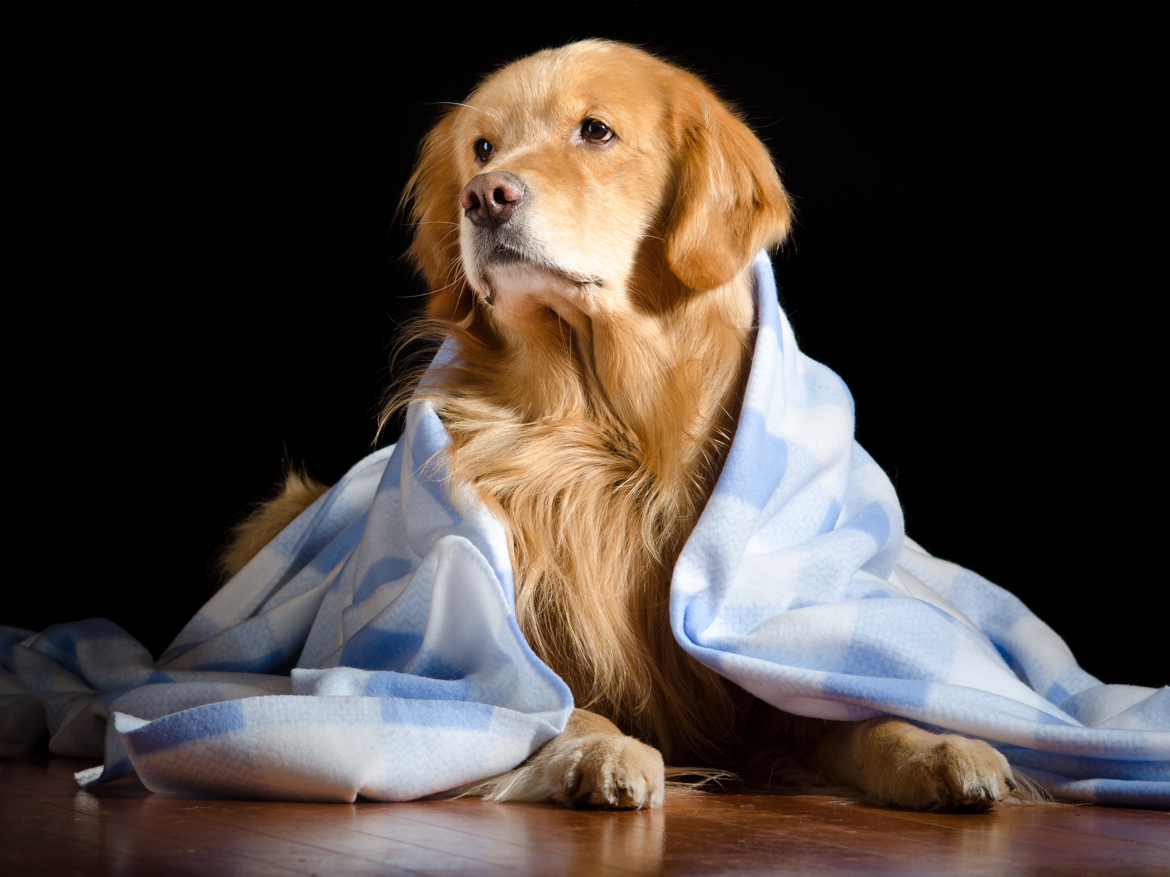 Golden Retriever dog wrapped in a blue and white blanket HD Wallpaper