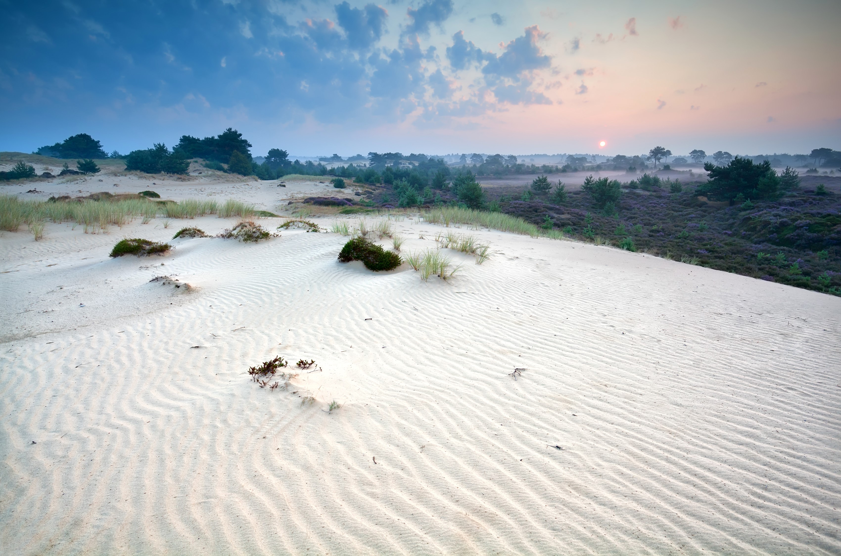 Sand dunes and heather at sunrise in Drents-Friese Wold National Park HD Wallpaper