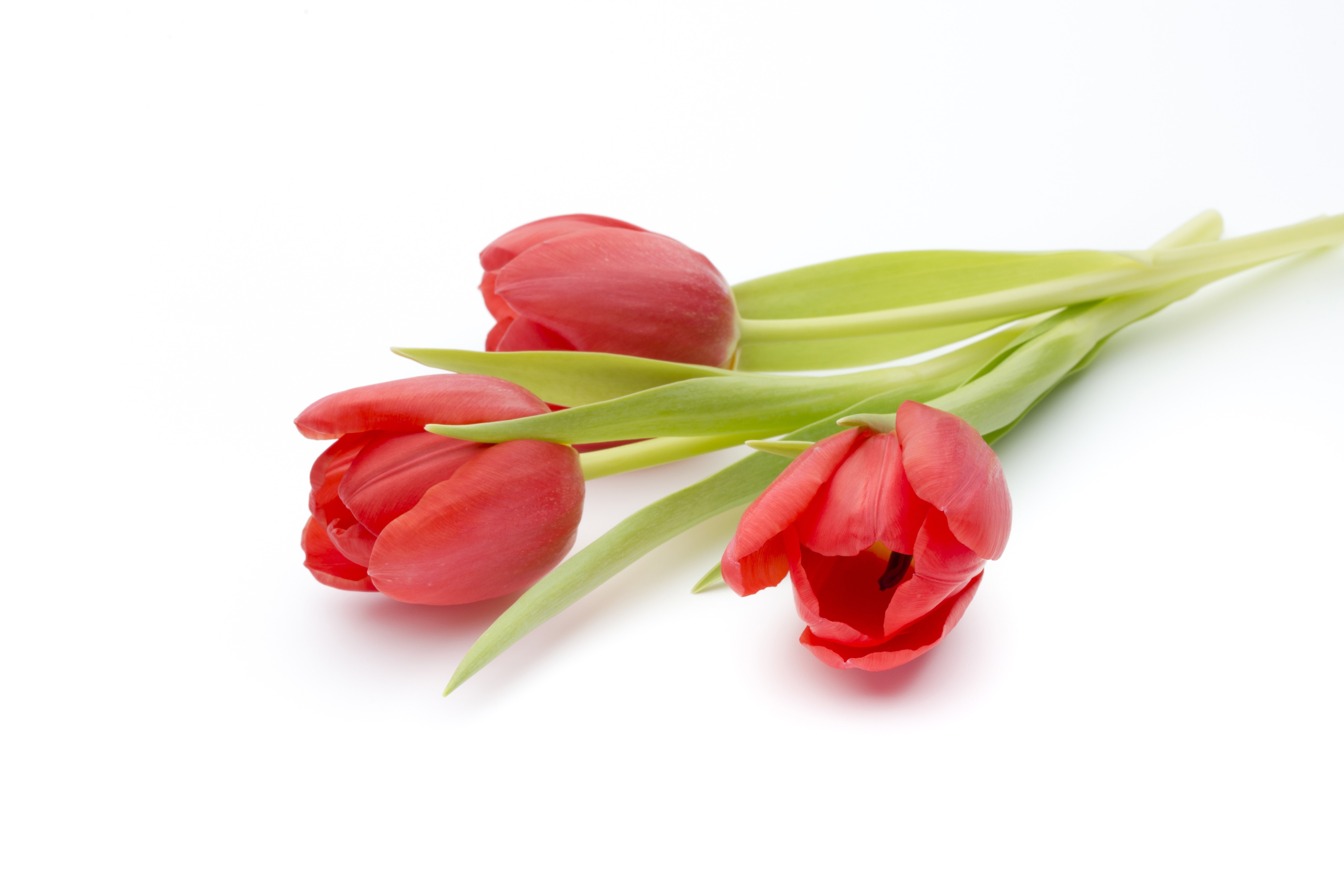 Three red tulips on a white background HD Wallpaper