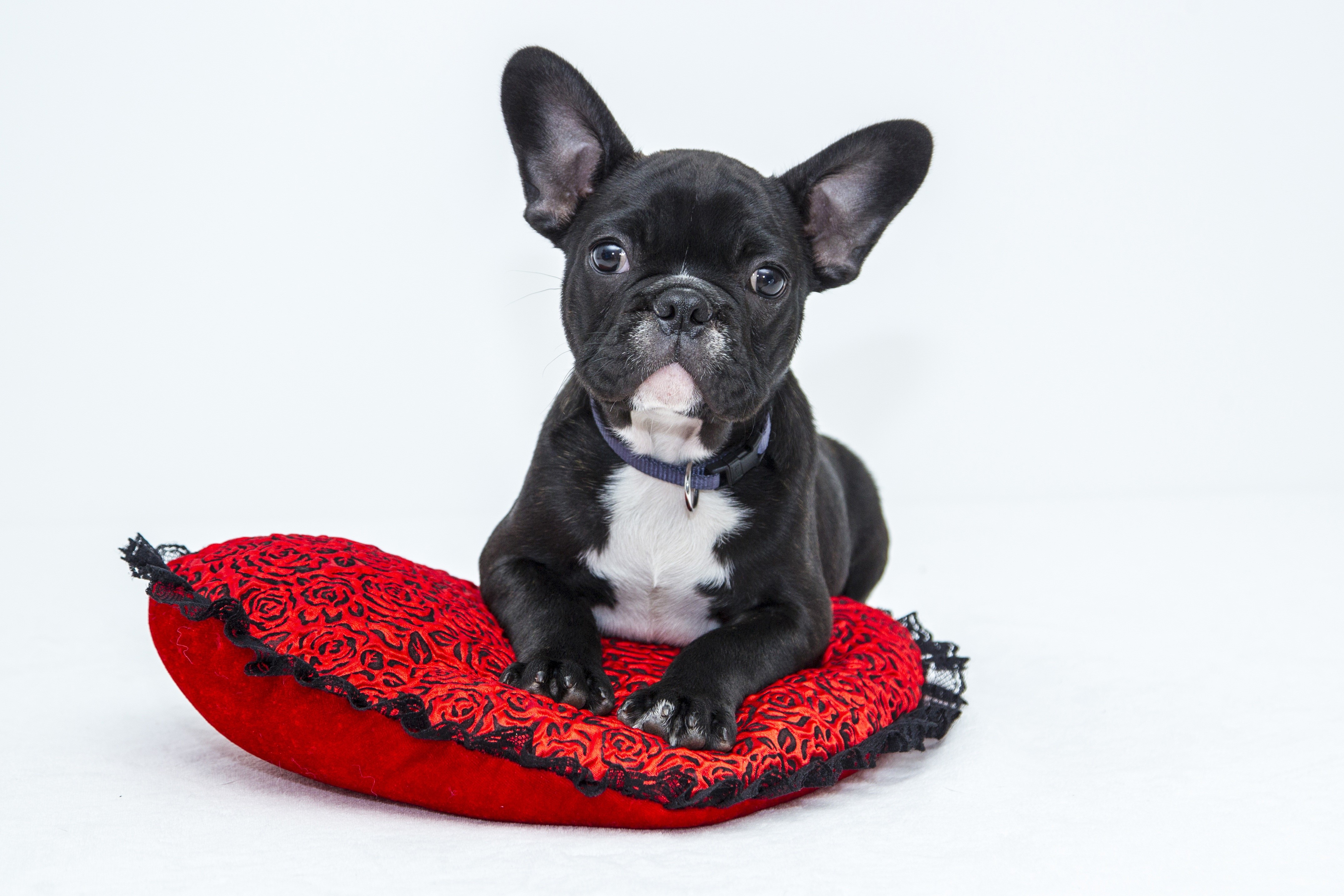 Black French Bulldog Puppy on Red Heart Pillow HD Wallpaper