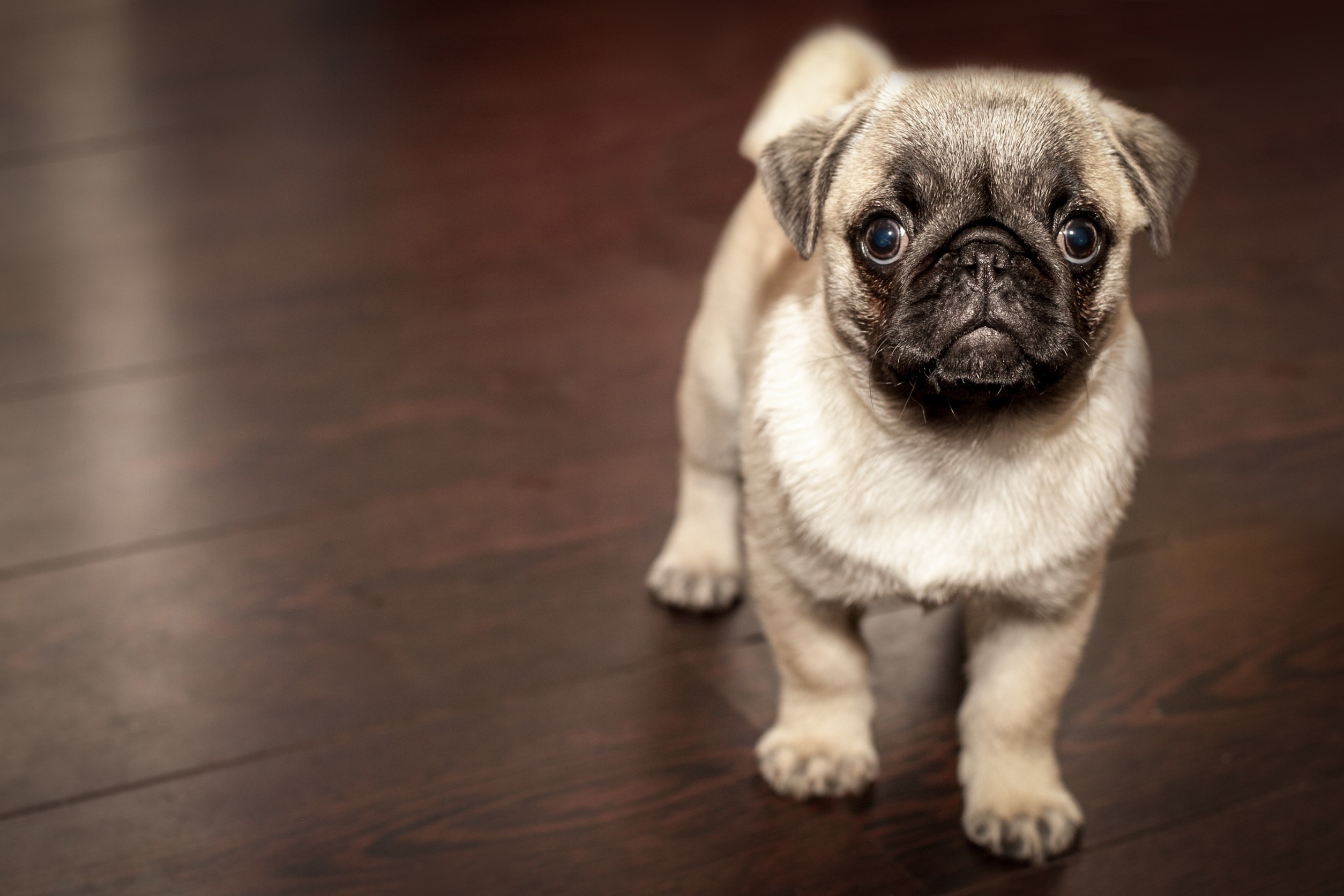 A Pug Puppy Looks Up HD Wallpaper