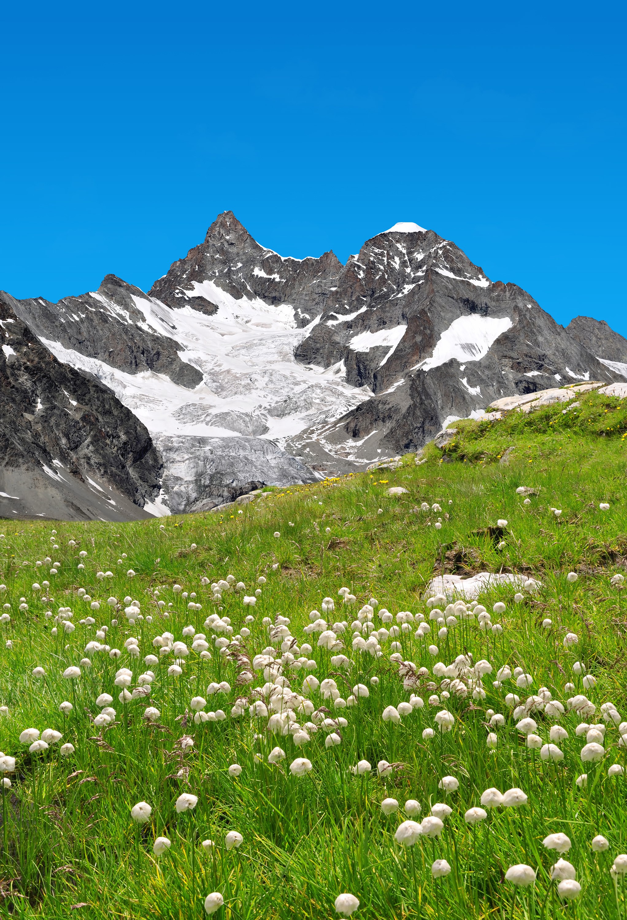 Grassy Alpine Meadow with Cotton Grass and Snow-Capped Mountains HD Phone Wallpaper