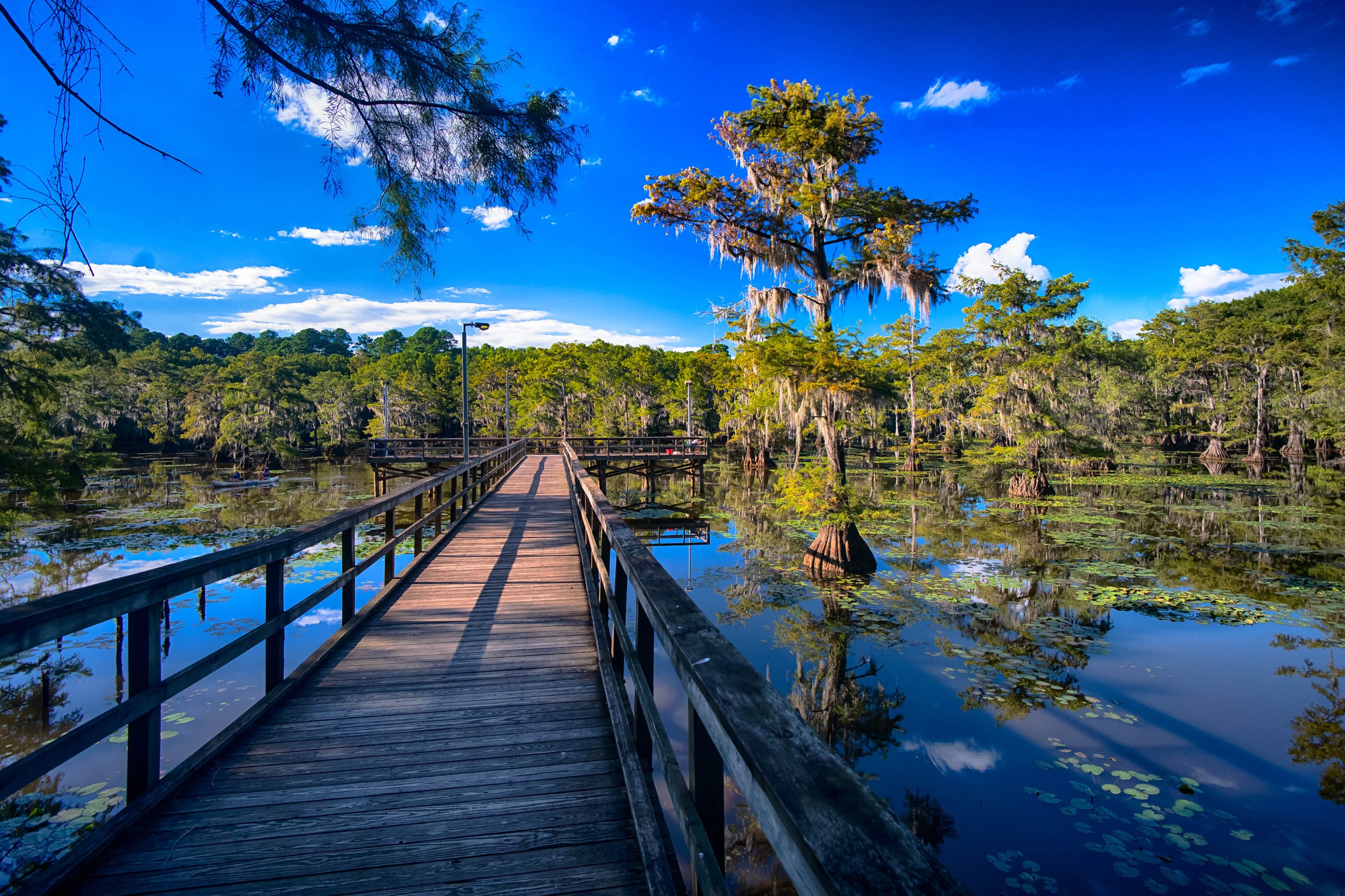 Wooden boardwalk over Caddo Lake in Texas HD Wallpaper