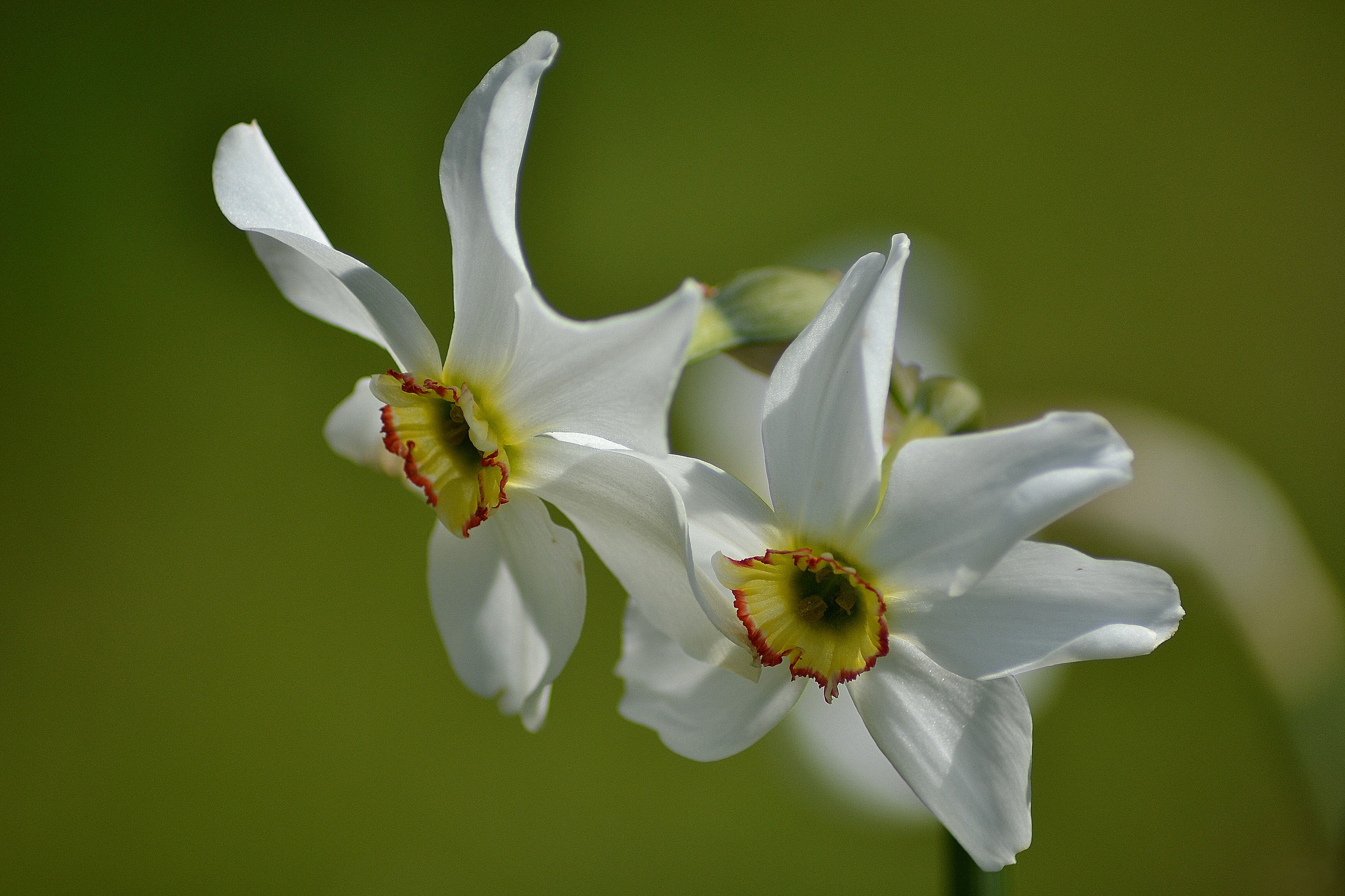 Two white daffodils with yellow and red centers HD Wallpaper