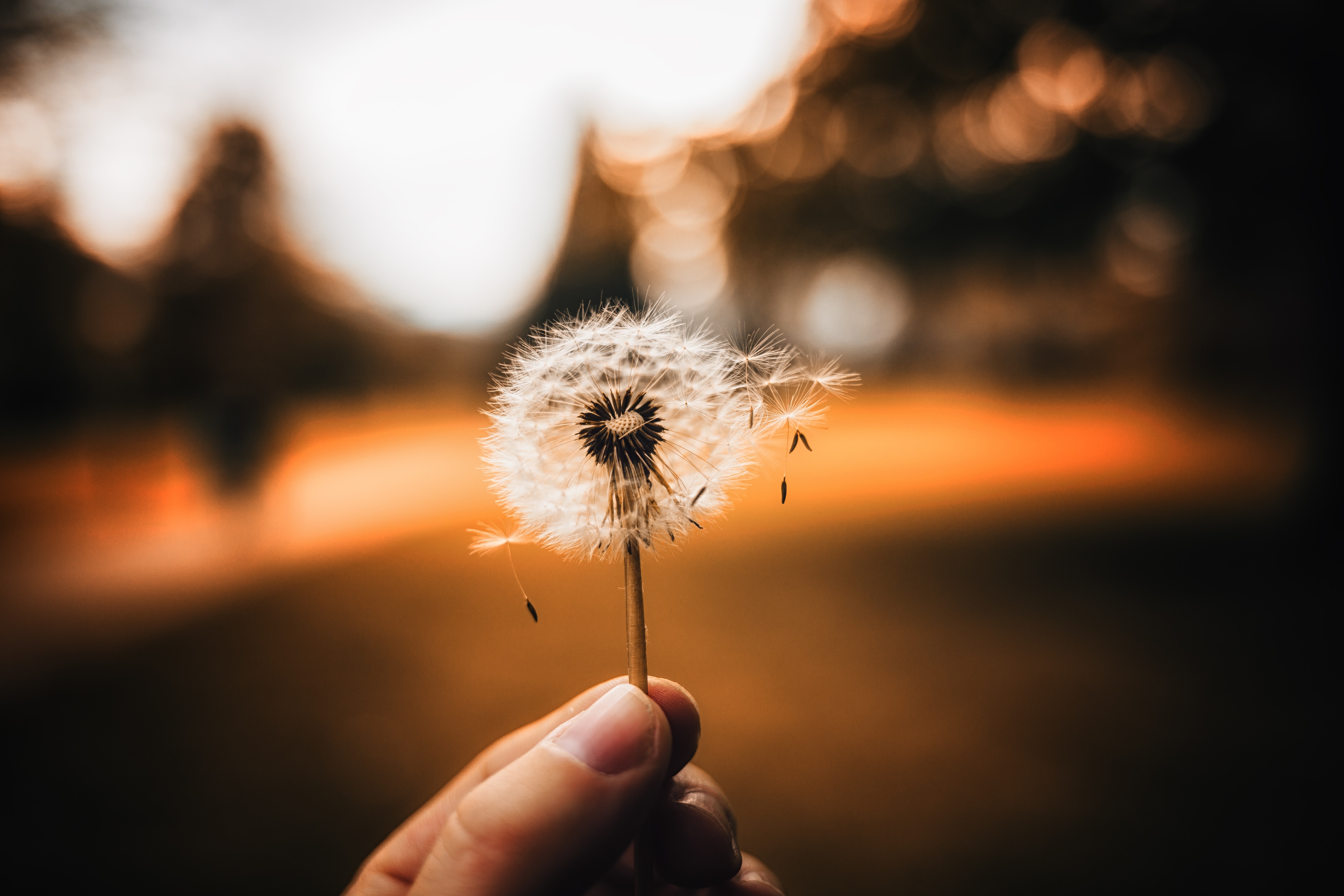 Dandelion seeds blowing in the wind HD Wallpaper