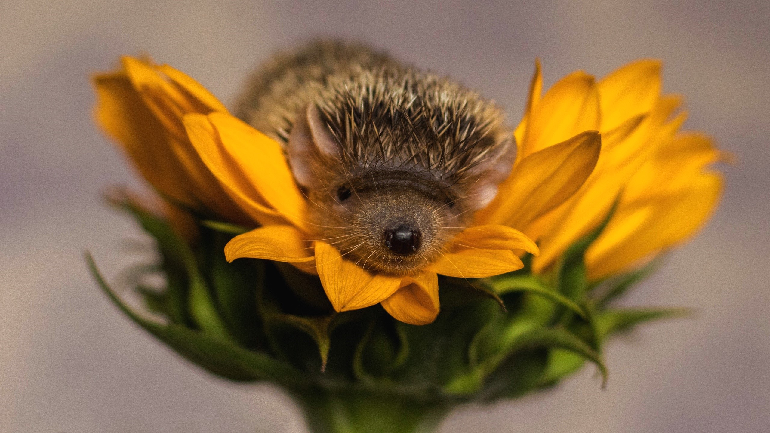 Hedgehog resting on a sunflower HD Wallpaper