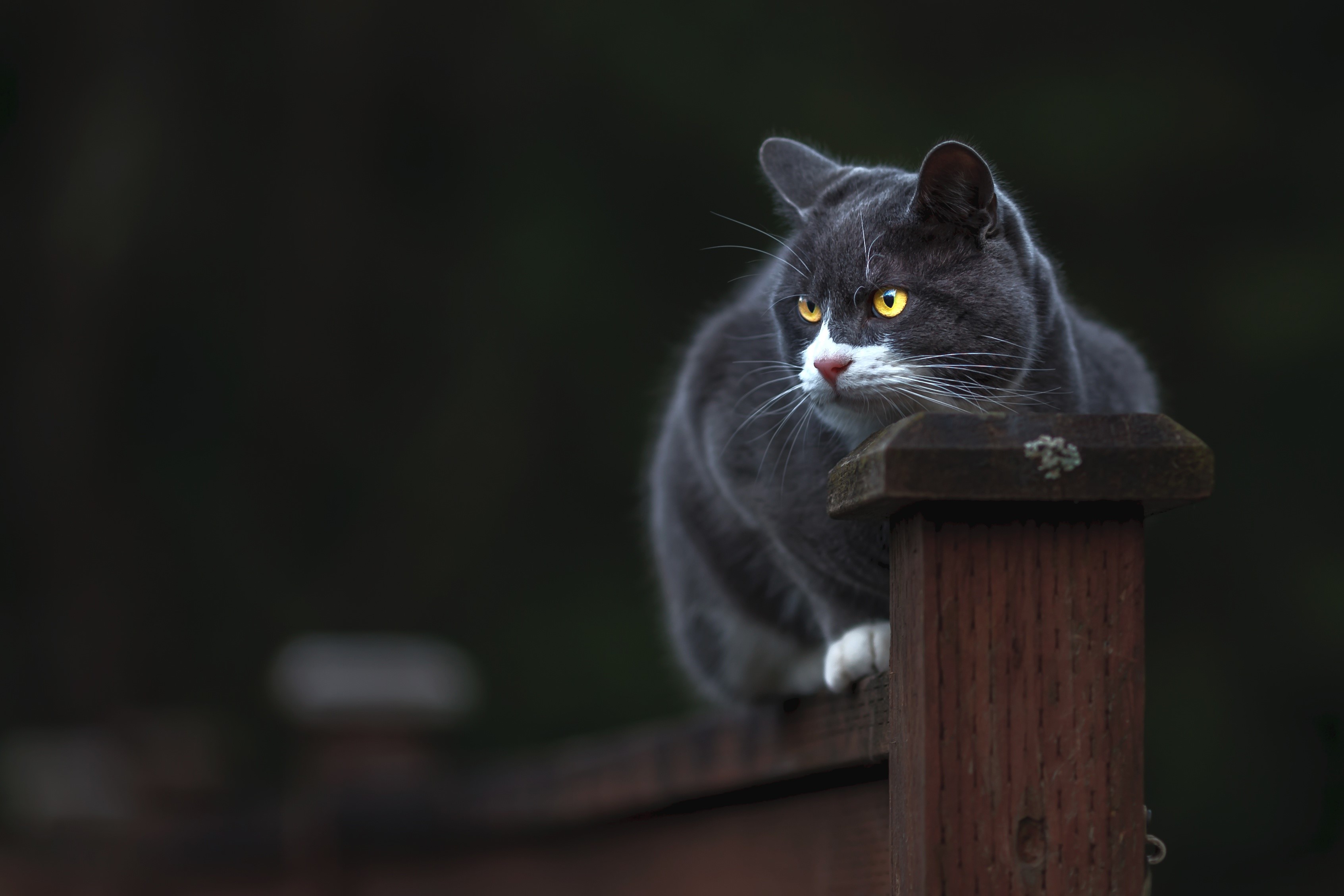 Grey cat with yellow eyes on a wooden fence HD Wallpaper