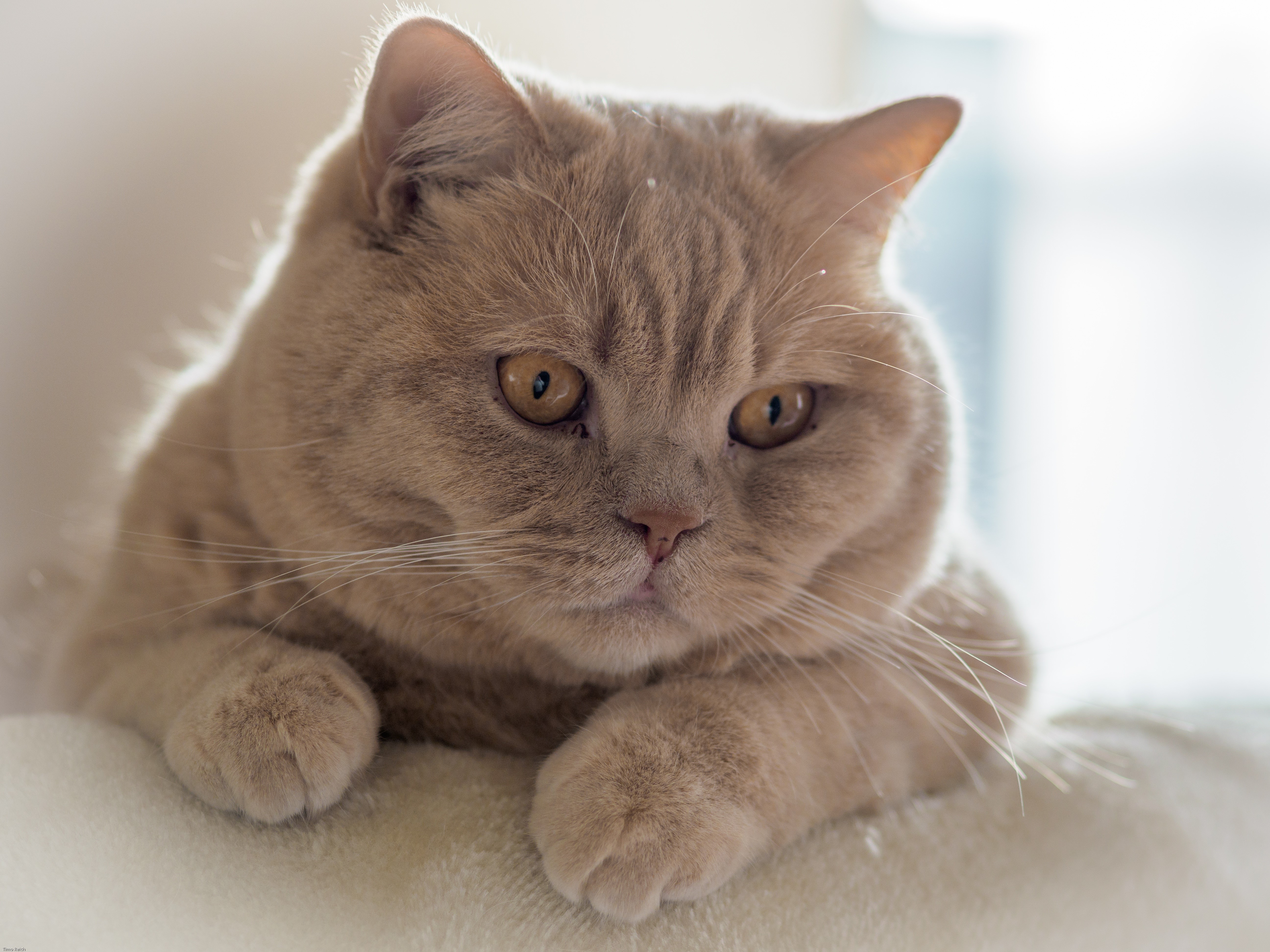 British Shorthair Cat with Orange Eyes HD Wallpaper