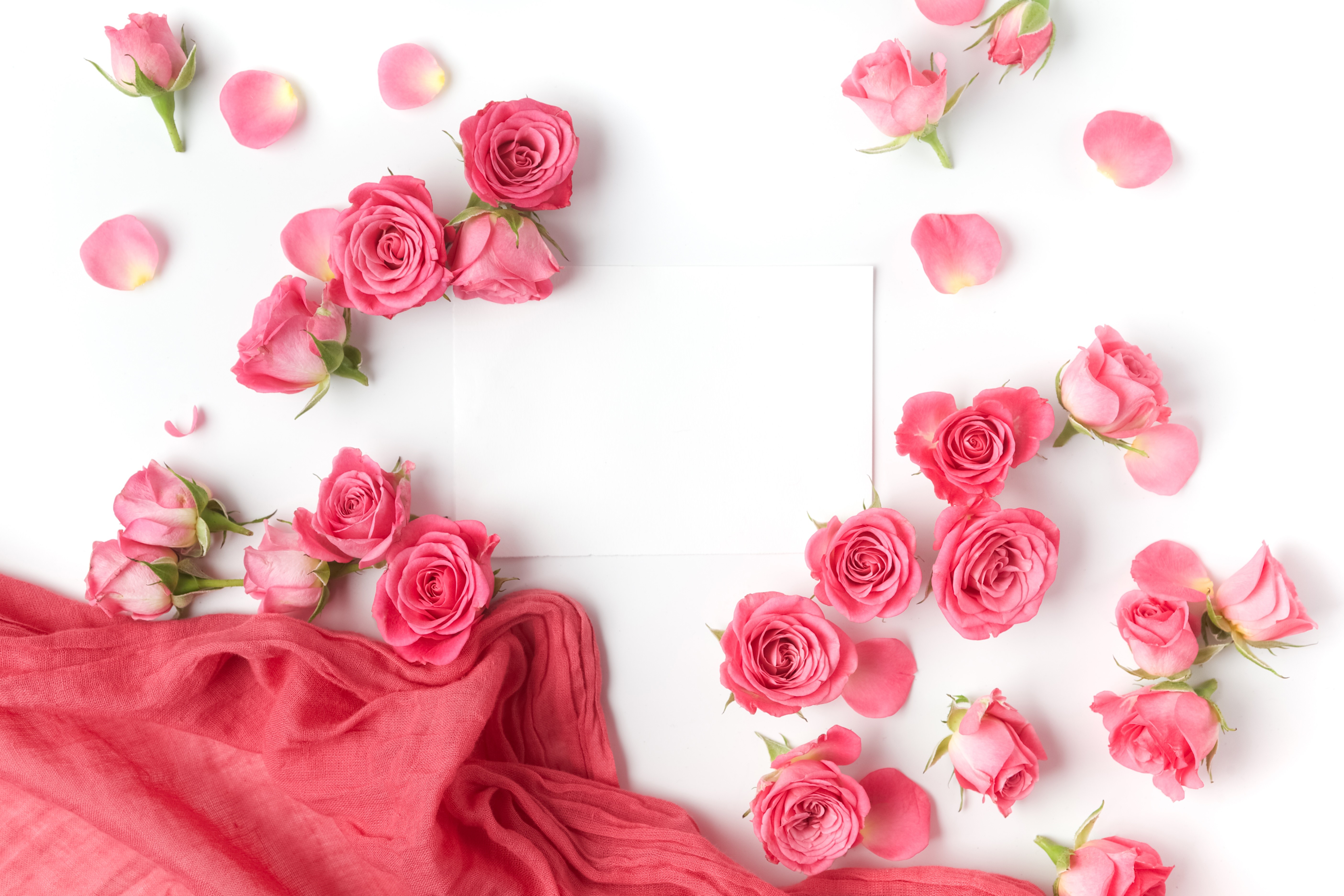 Pink Roses and Petals on White Background HD Wallpaper