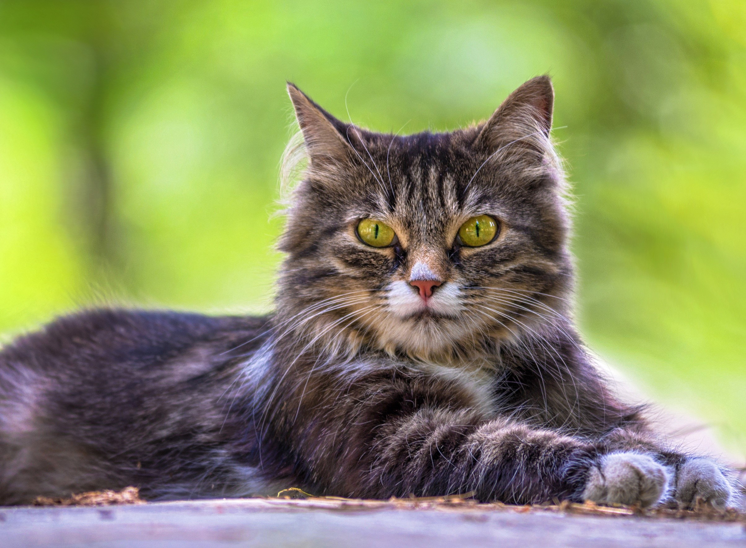 A fluffy tabby cat with green eyes HD Wallpaper