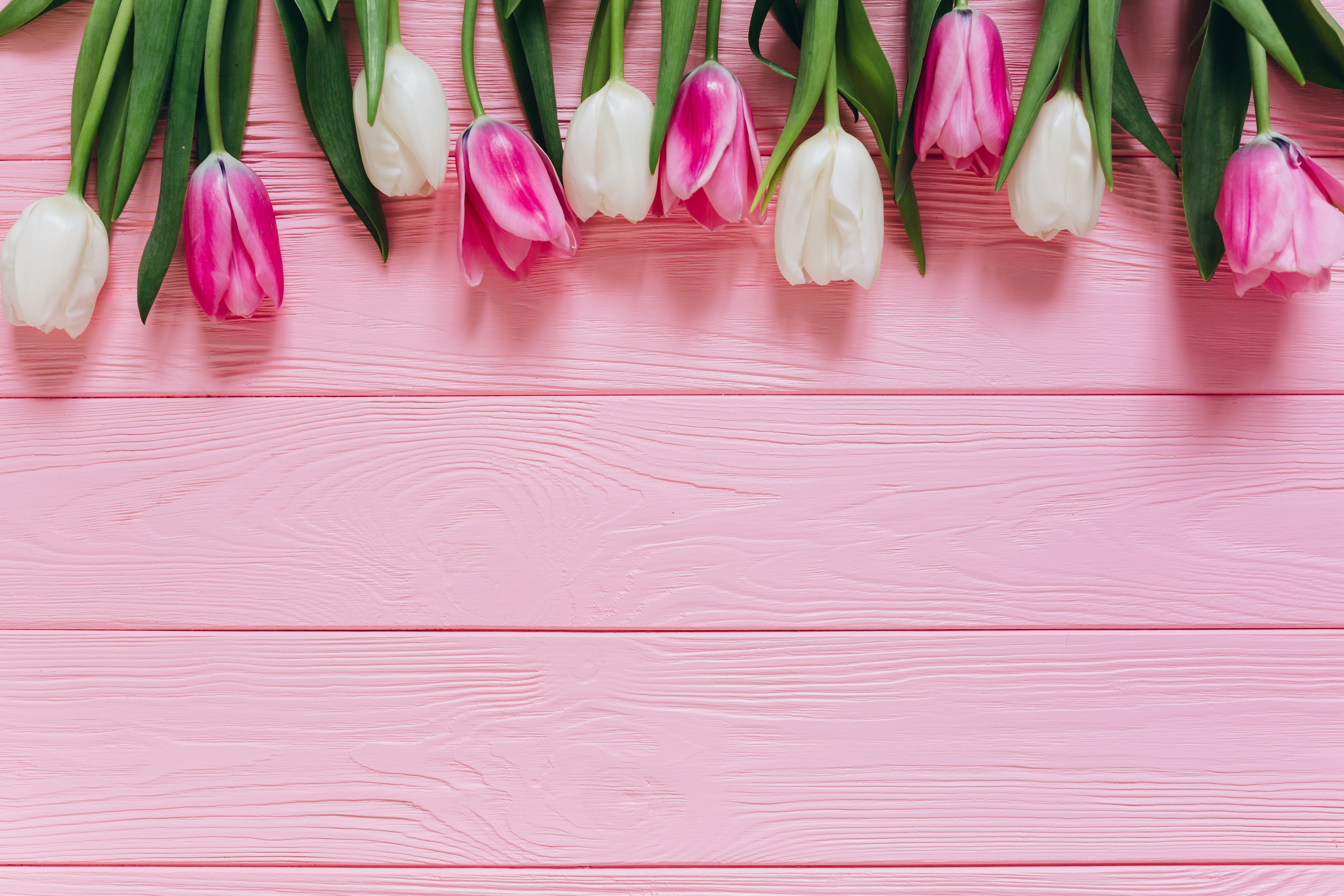 Pink and white tulips on pink wood planks HD Wallpaper