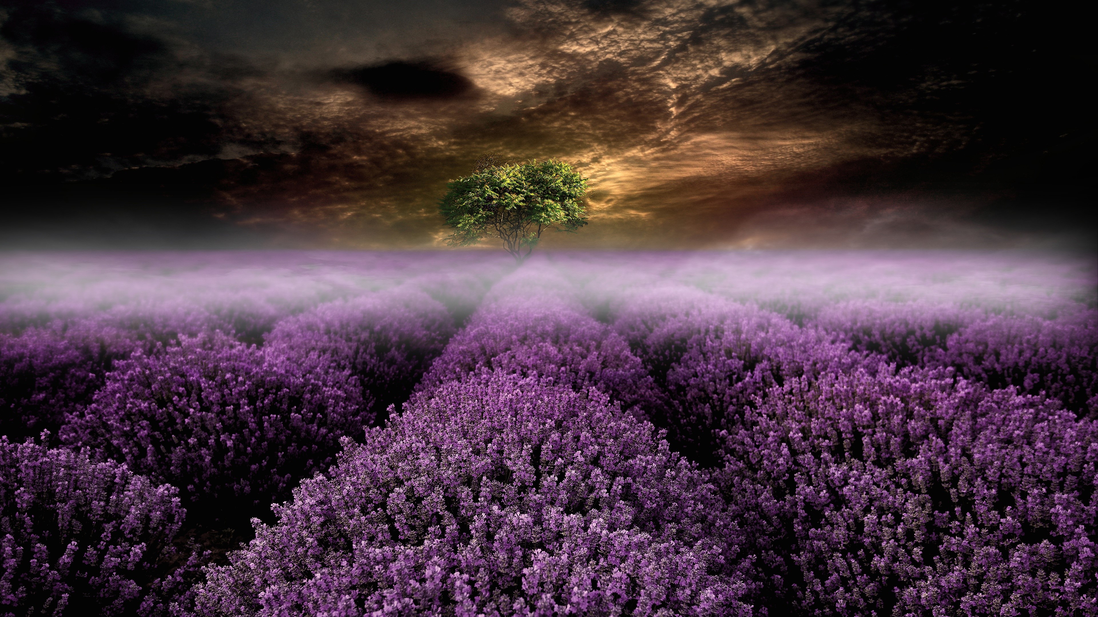 Lavender field at dusk with a lone tree HD Wallpaper