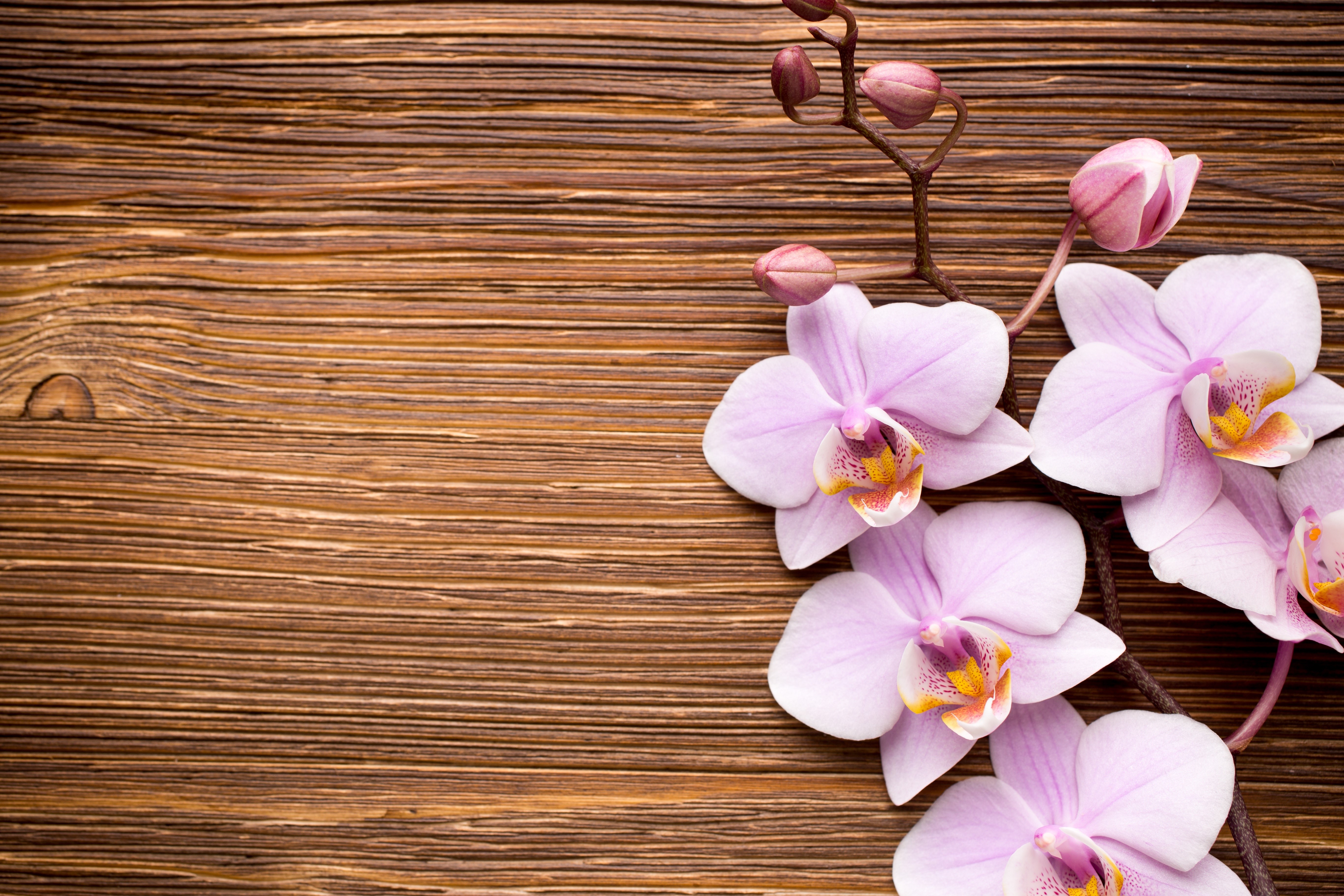 Pink Orchids on a Wooden Background HD Wallpaper