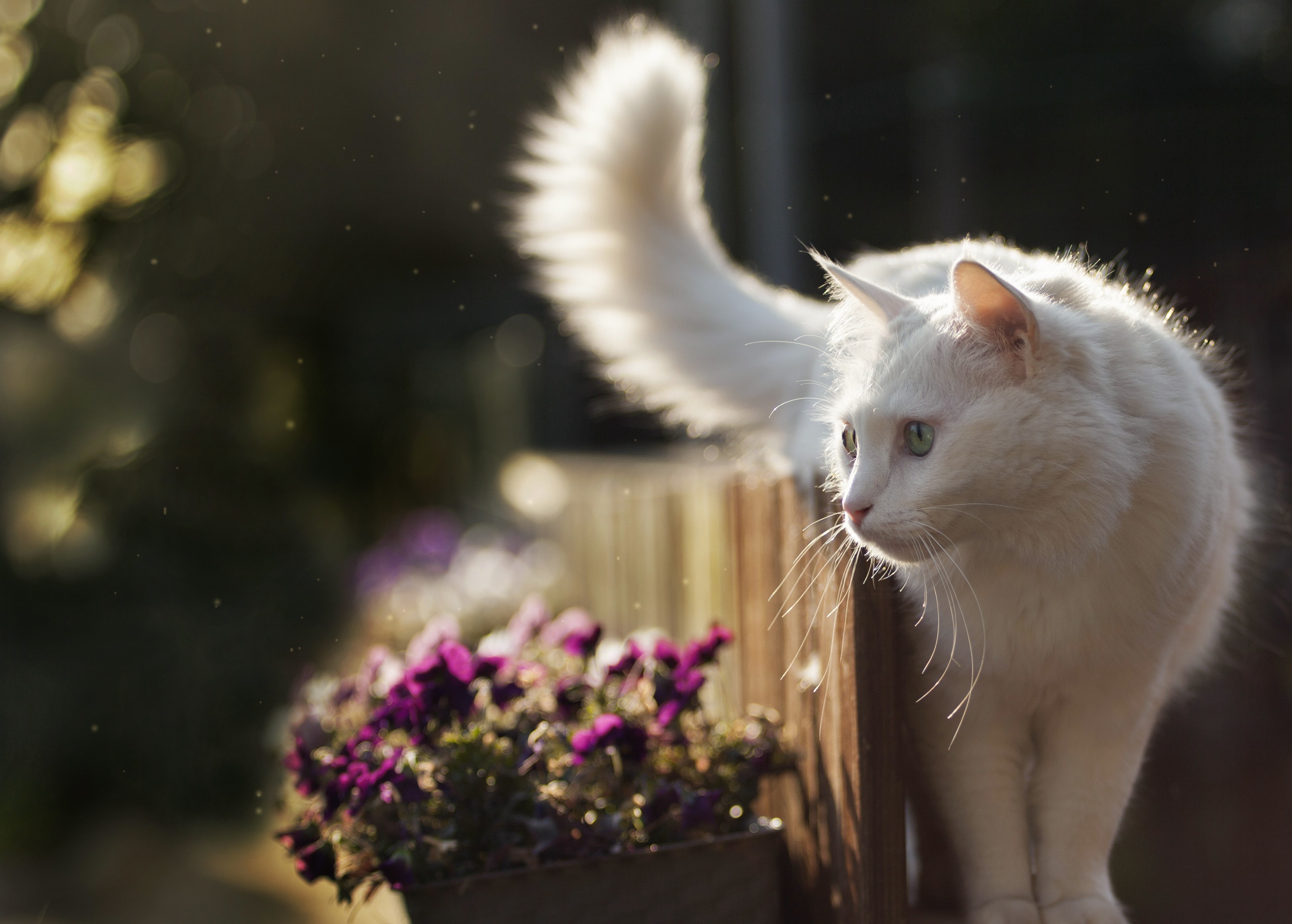 White cat with green eyes on a fence HD Wallpaper