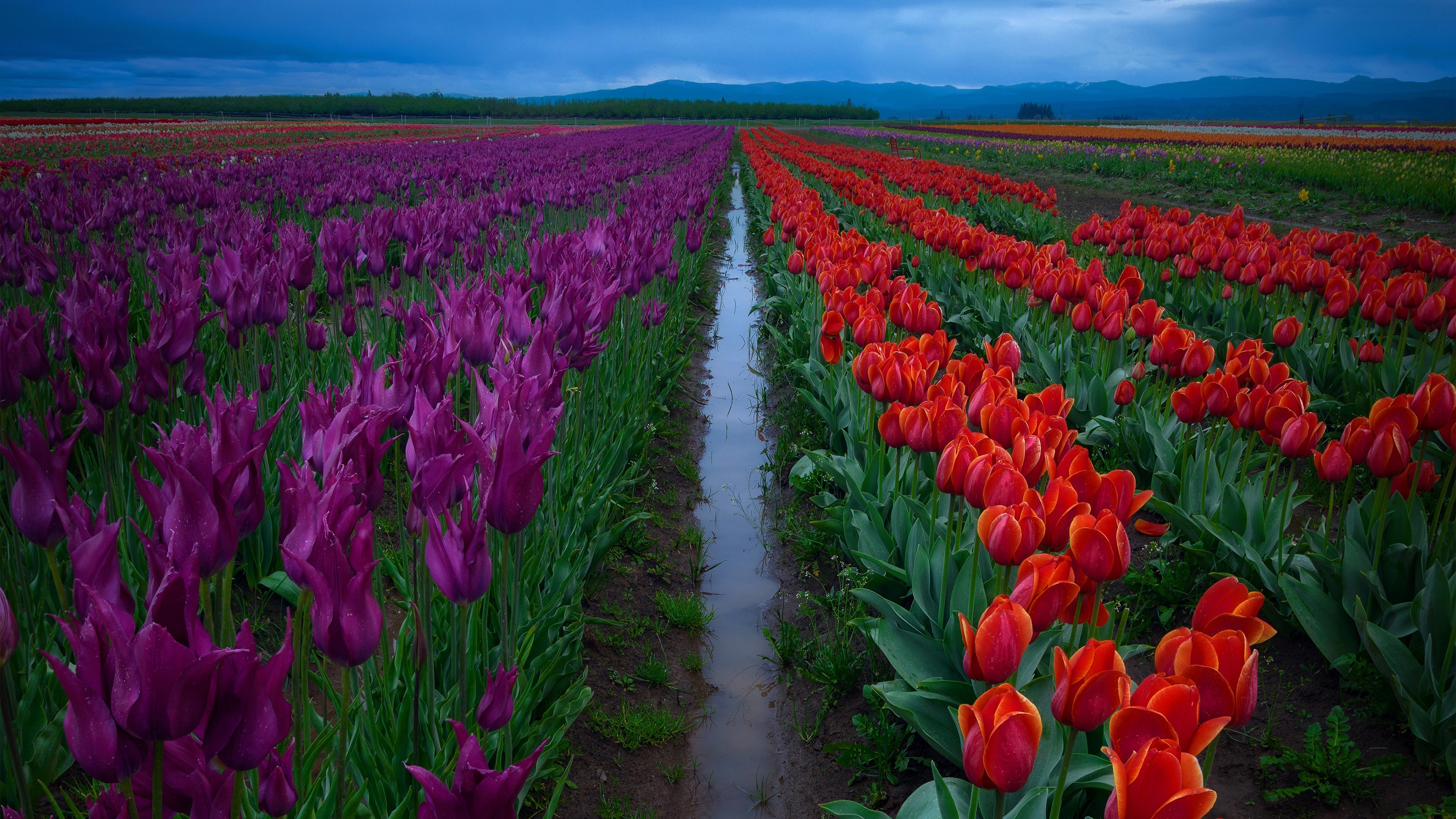 4K Tulip Fields HD Wallpaper