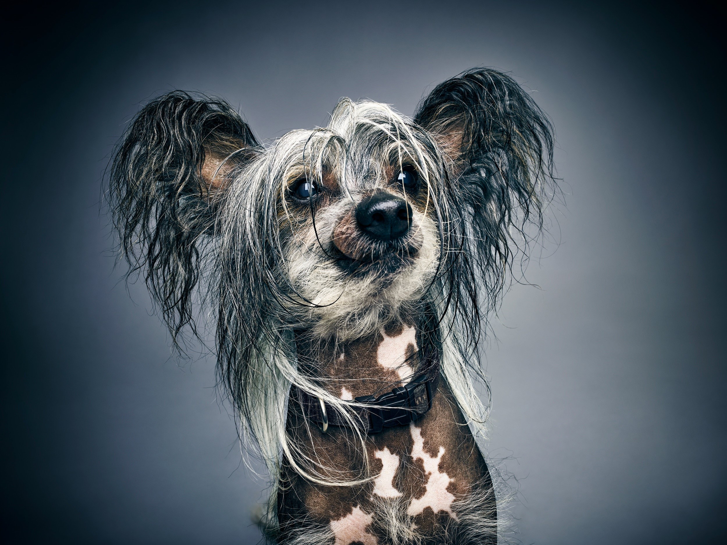 Chinese Crested dog with long grey and white hair HD Wallpaper