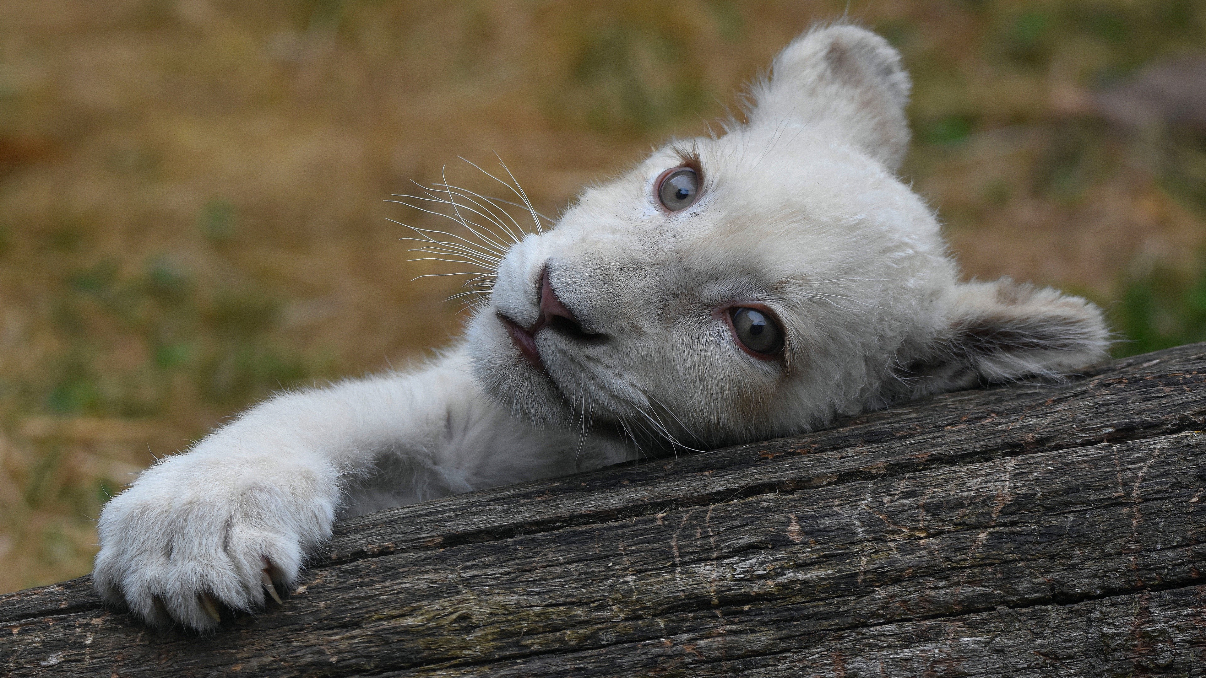 White Lion Cub Lying on a Log HD Wallpaper