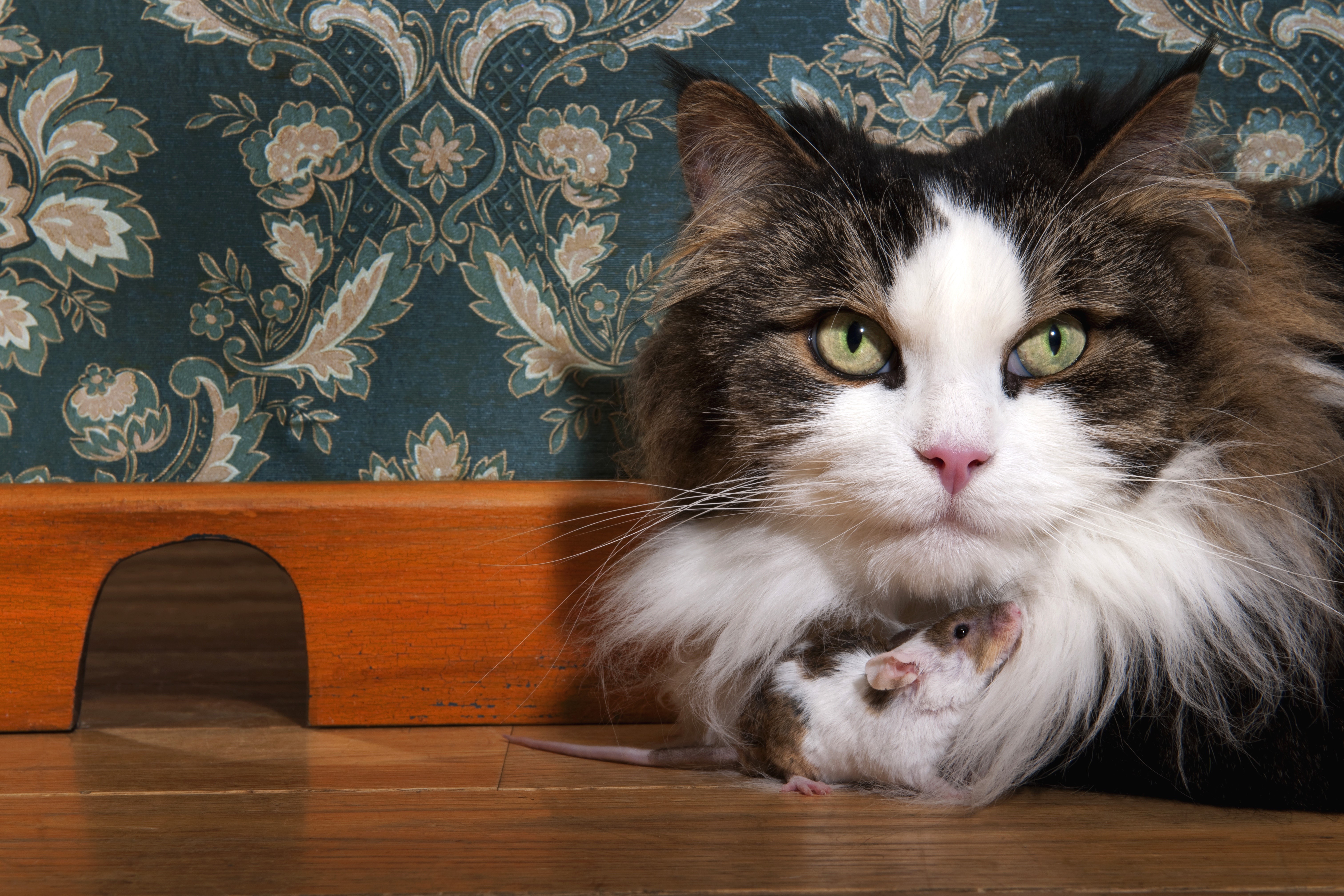Cat and Mouse Near Wooden House HD Wallpaper