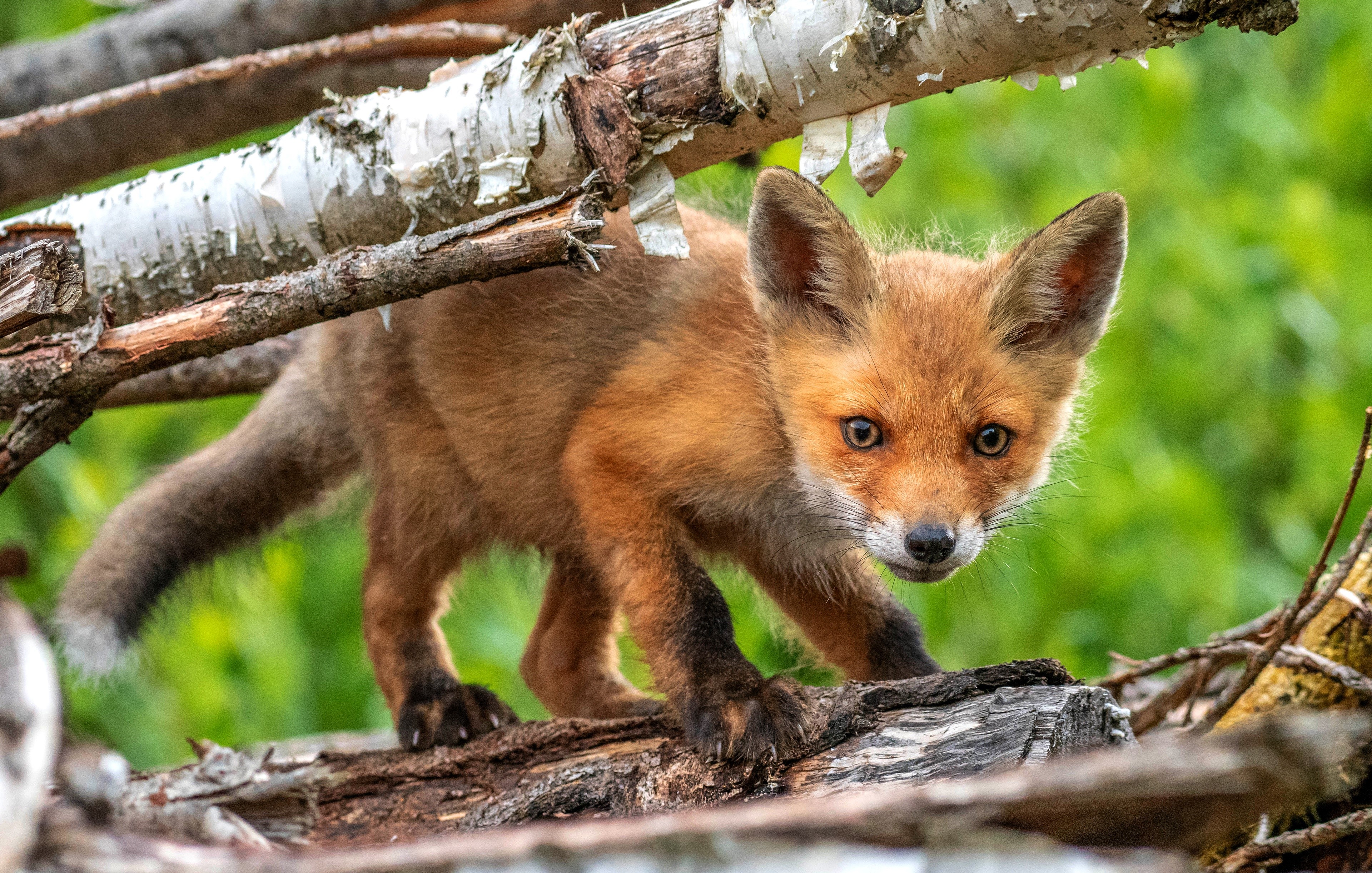 Fox Cubs on Branches HD Wallpaper