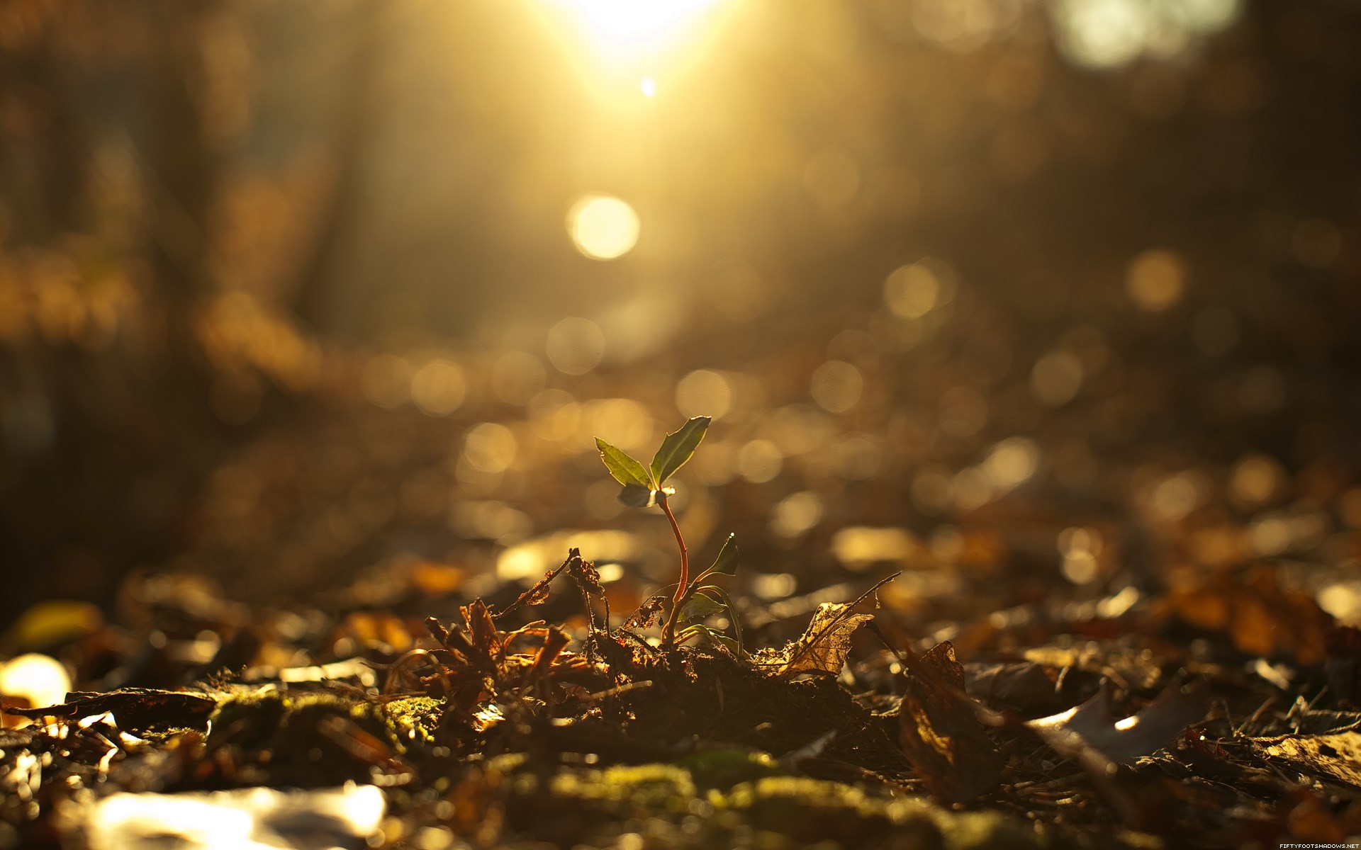 A lone sprout in the sunlight HD Wallpaper