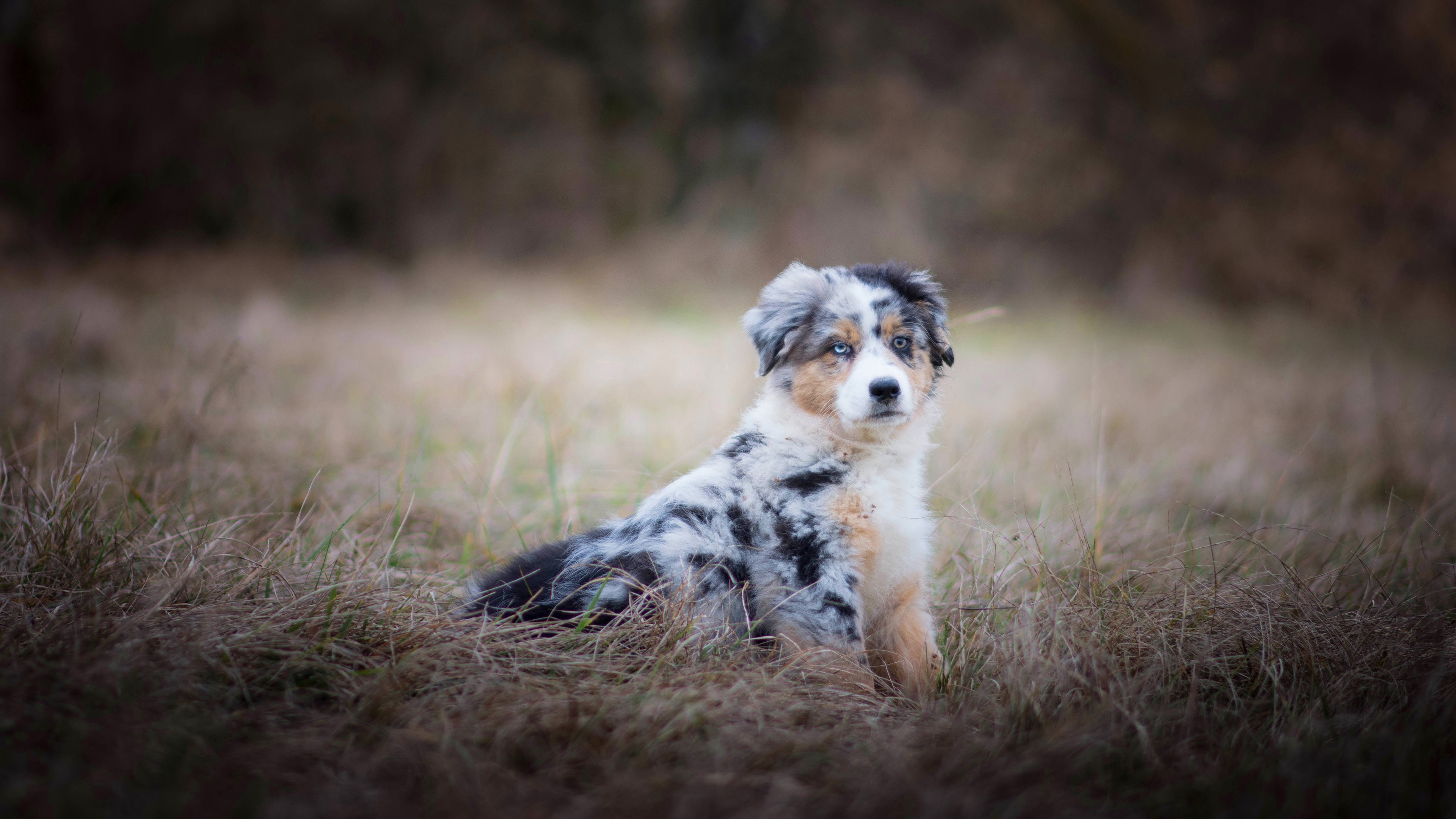 Australian Shepherd puppy sitting in grass HD Wallpaper