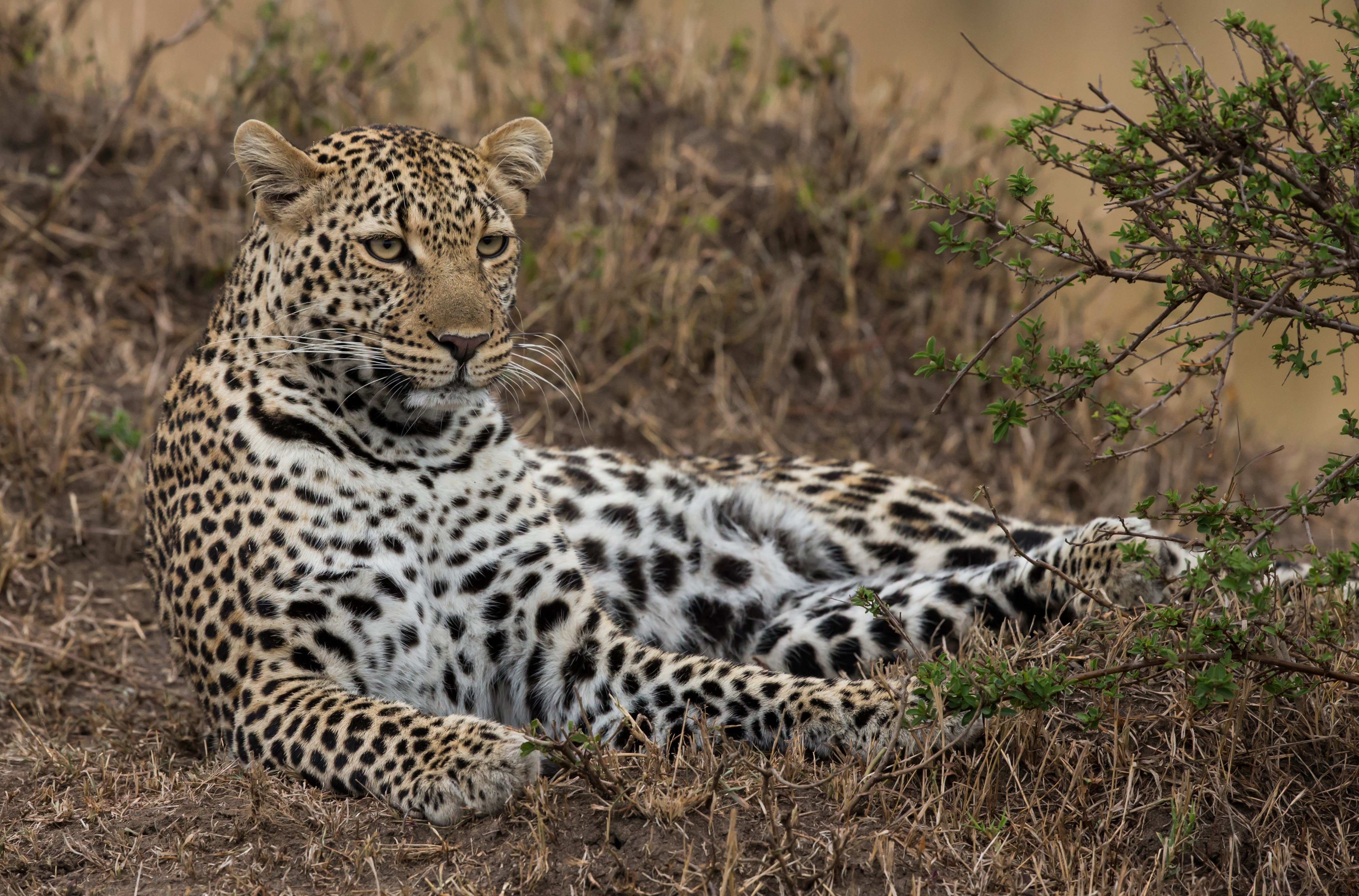 Leopard resting in dry grass HD Wallpaper