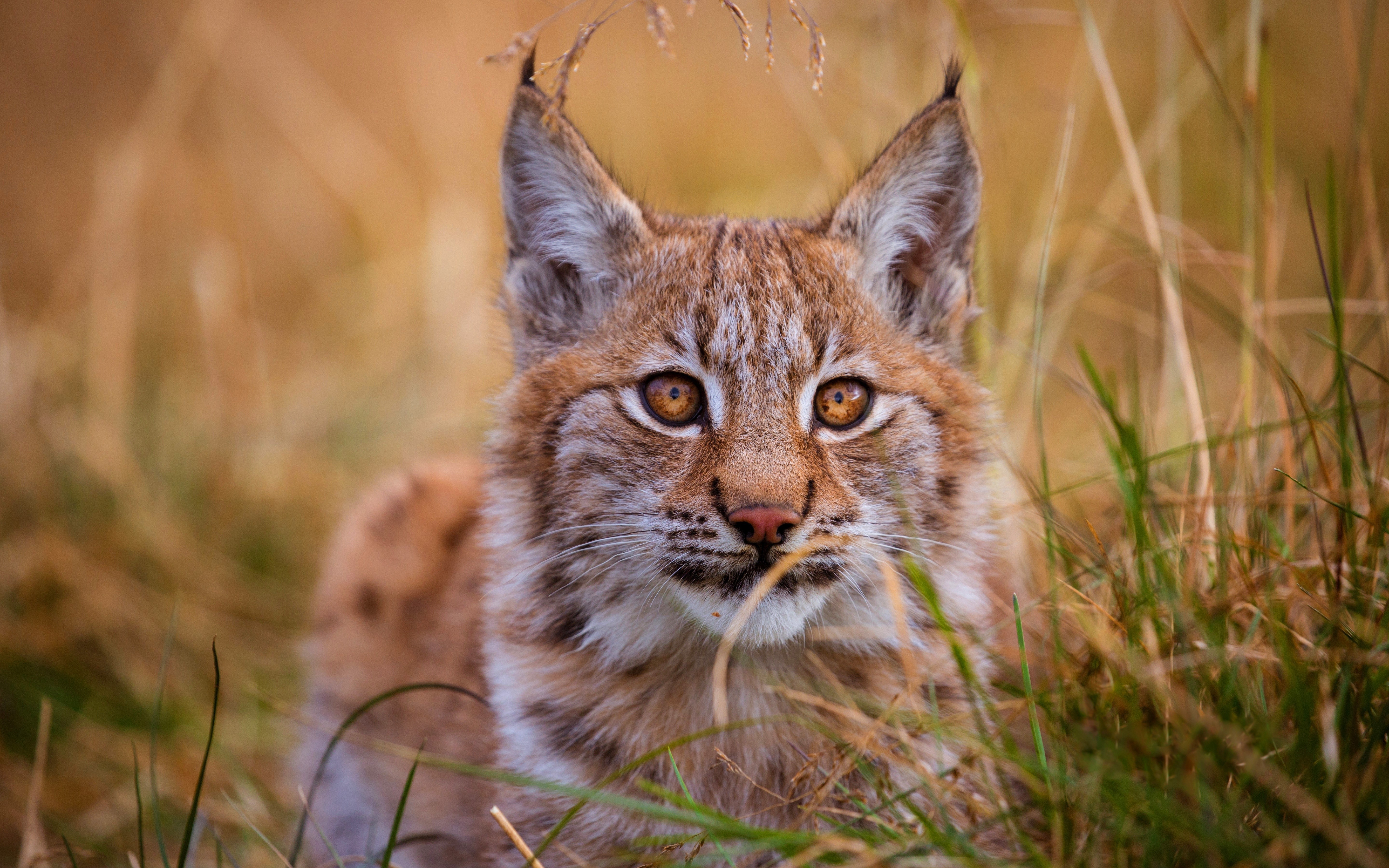 Lynx looking through grass HD Wallpaper