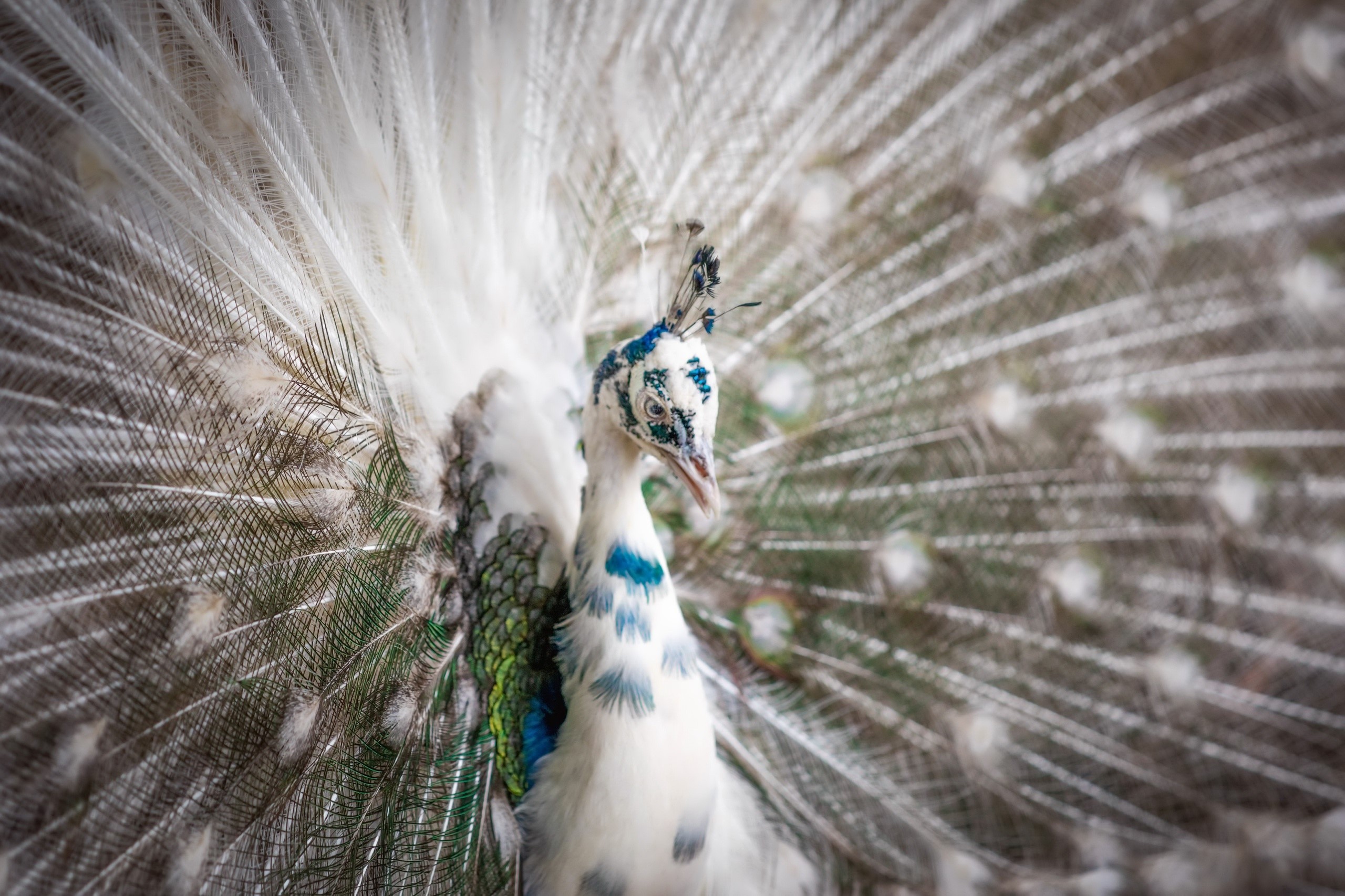 White peacock displaying its feathers HD Wallpaper