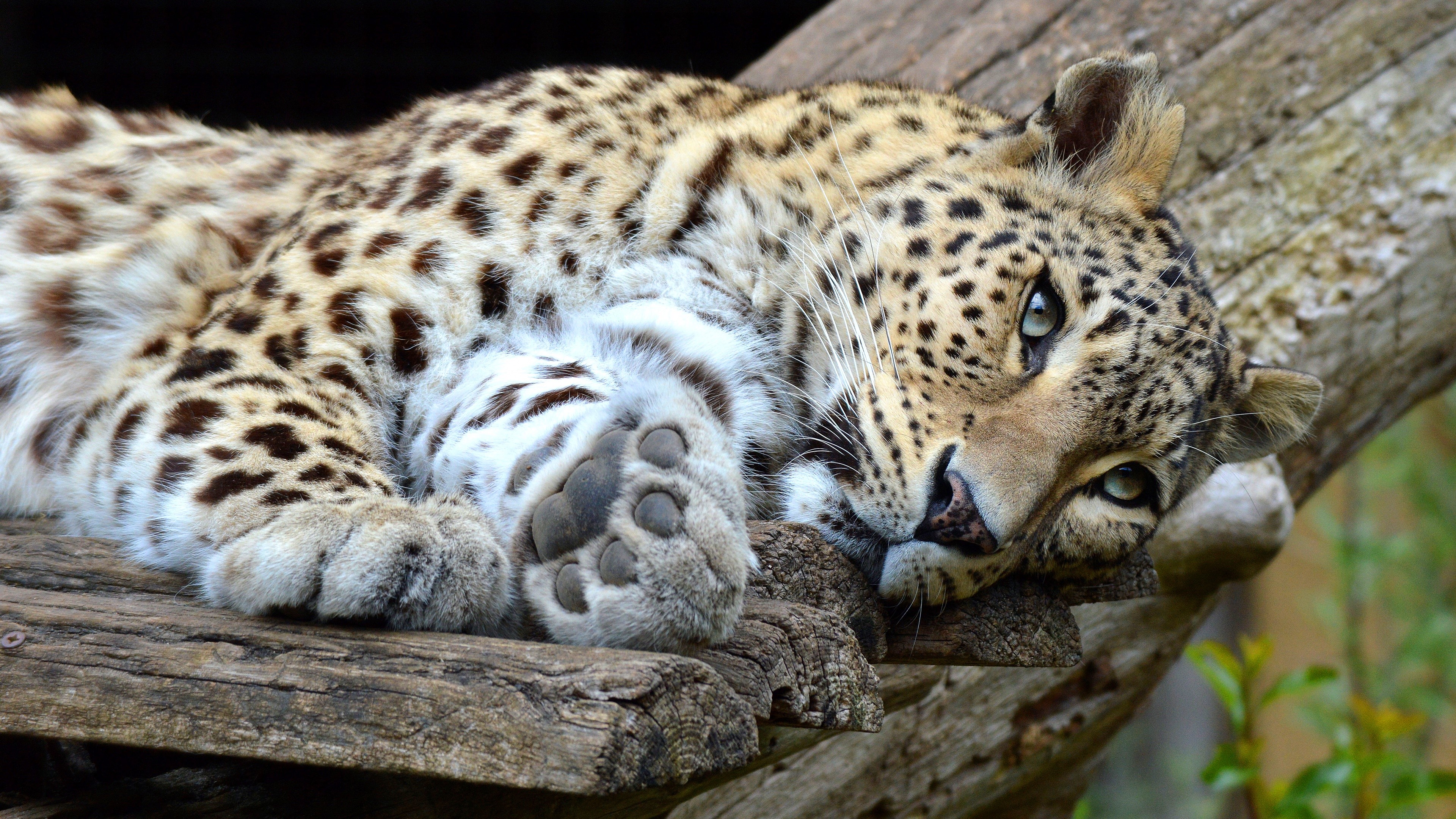 Leopard resting on a wooden structure HD Wallpaper