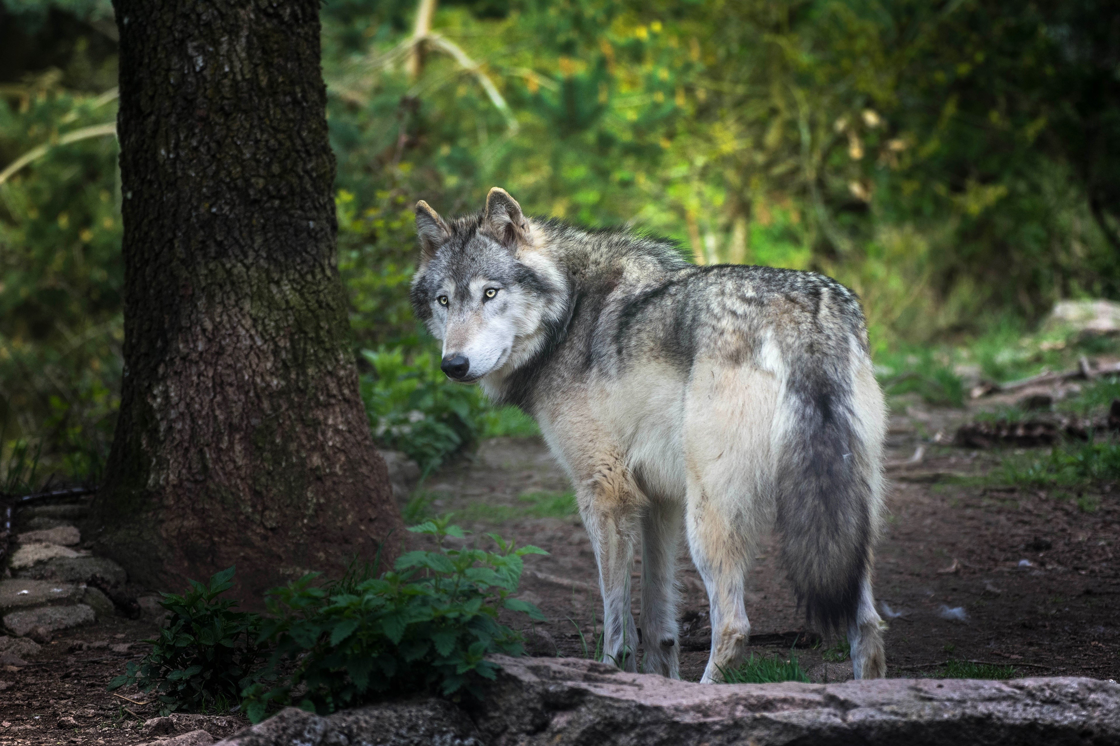 4K Wolves in Forest HD Wallpaper