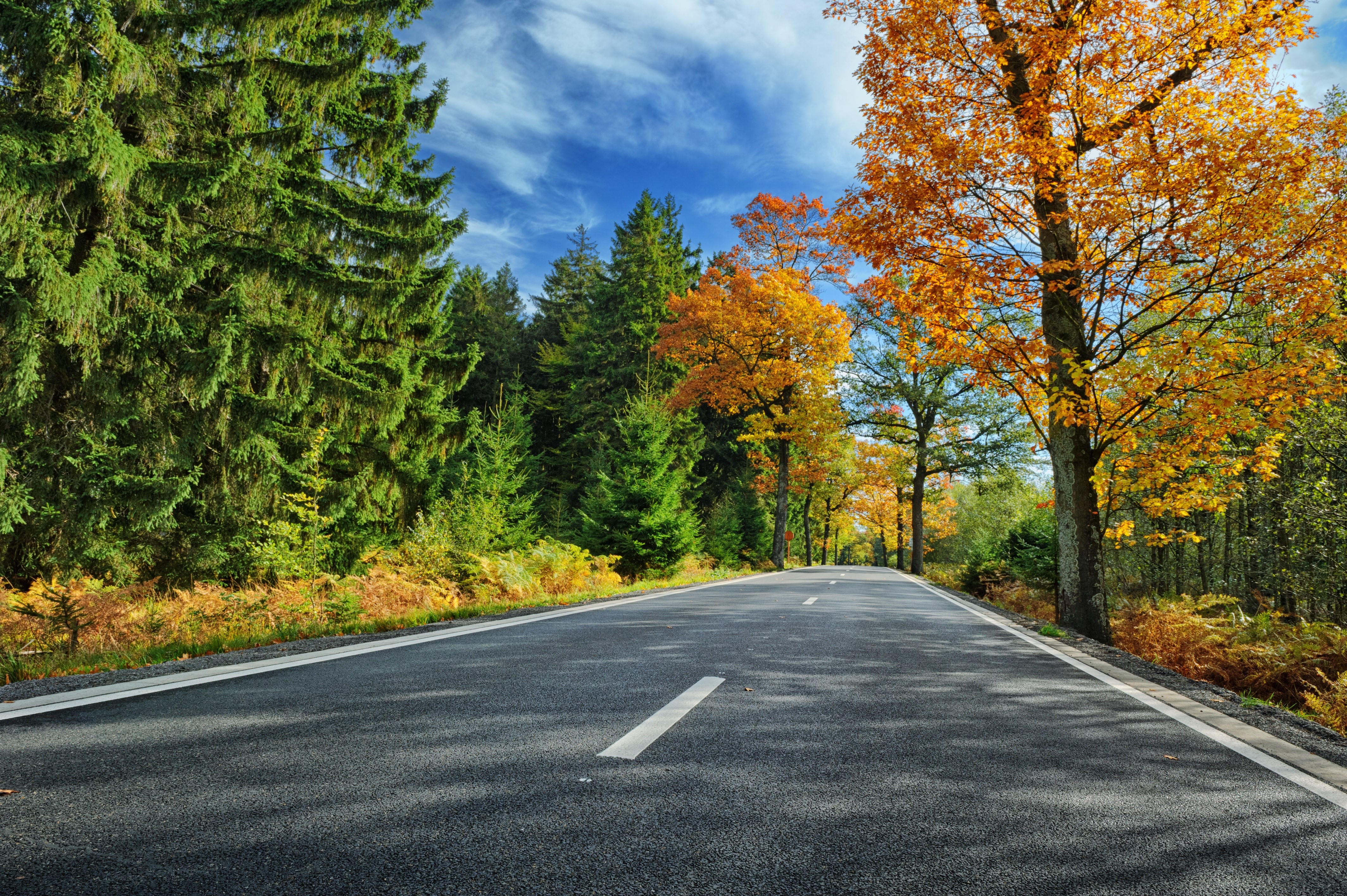 Asphalt Road in Autumn Forest HD Wallpaper