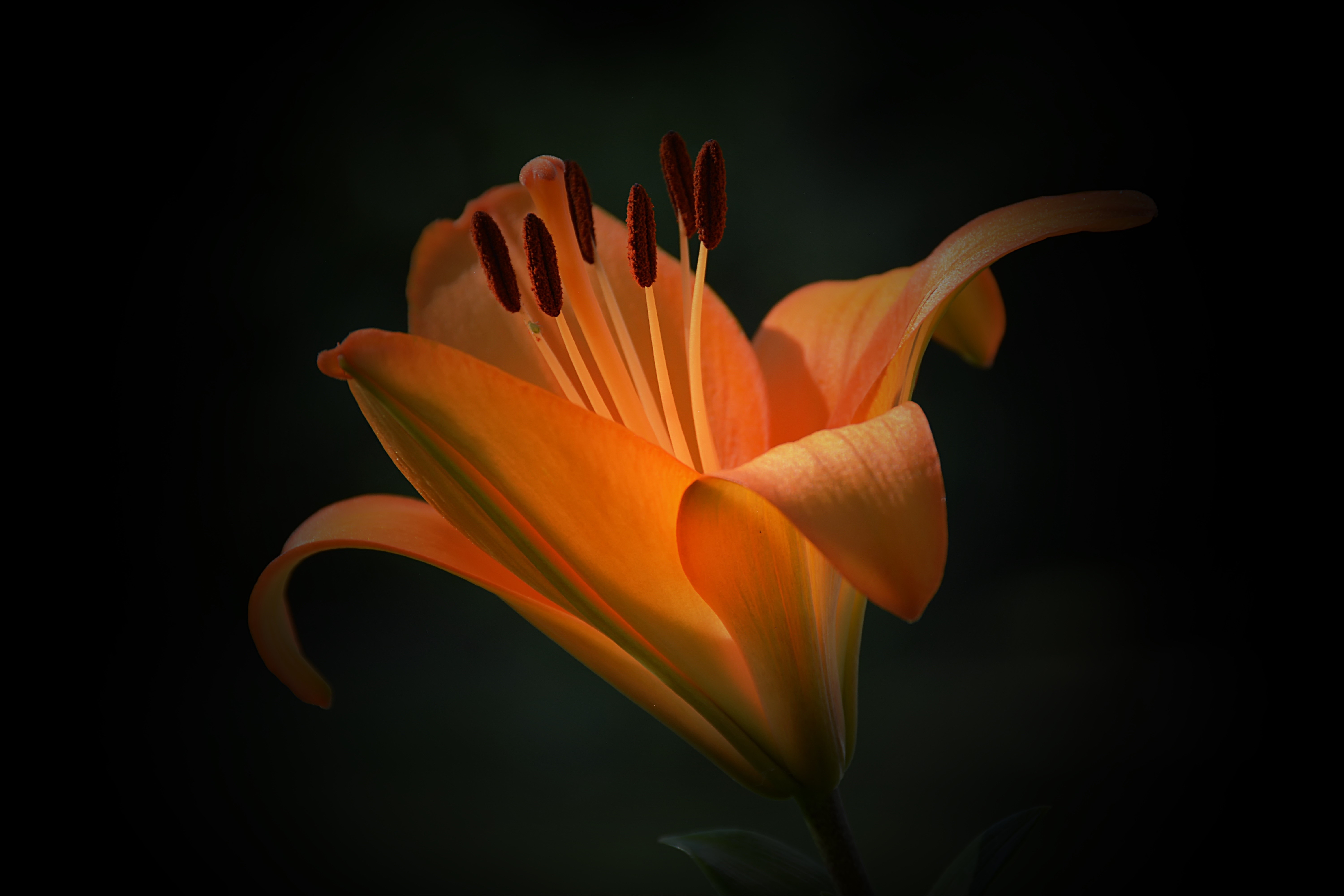 Orange Lily Closeup HD Wallpaper