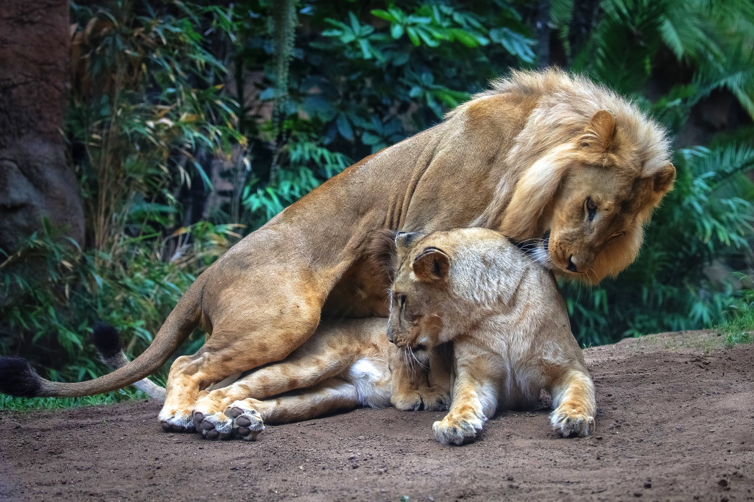 Two lions mating in a forest HD Wallpaper
