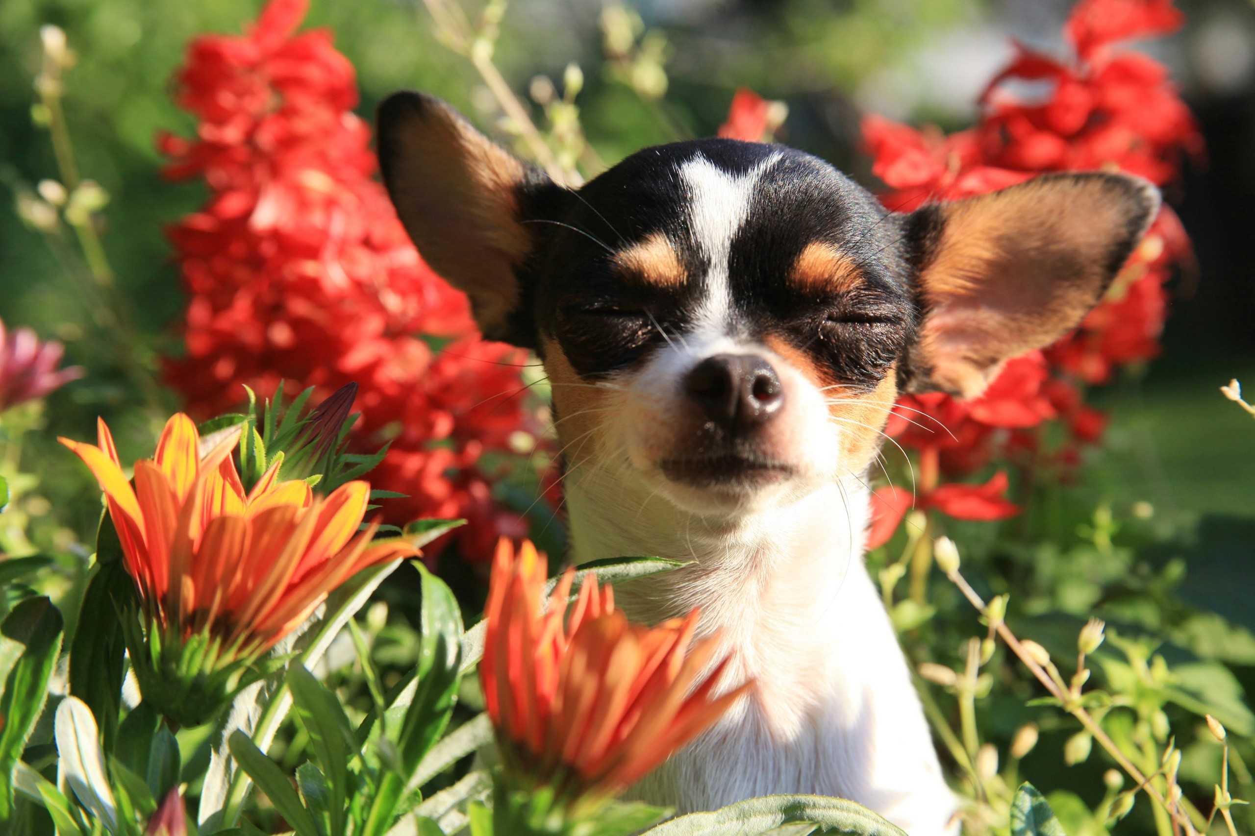 Chihuahua dog with eyes closed among flowers HD Wallpaper