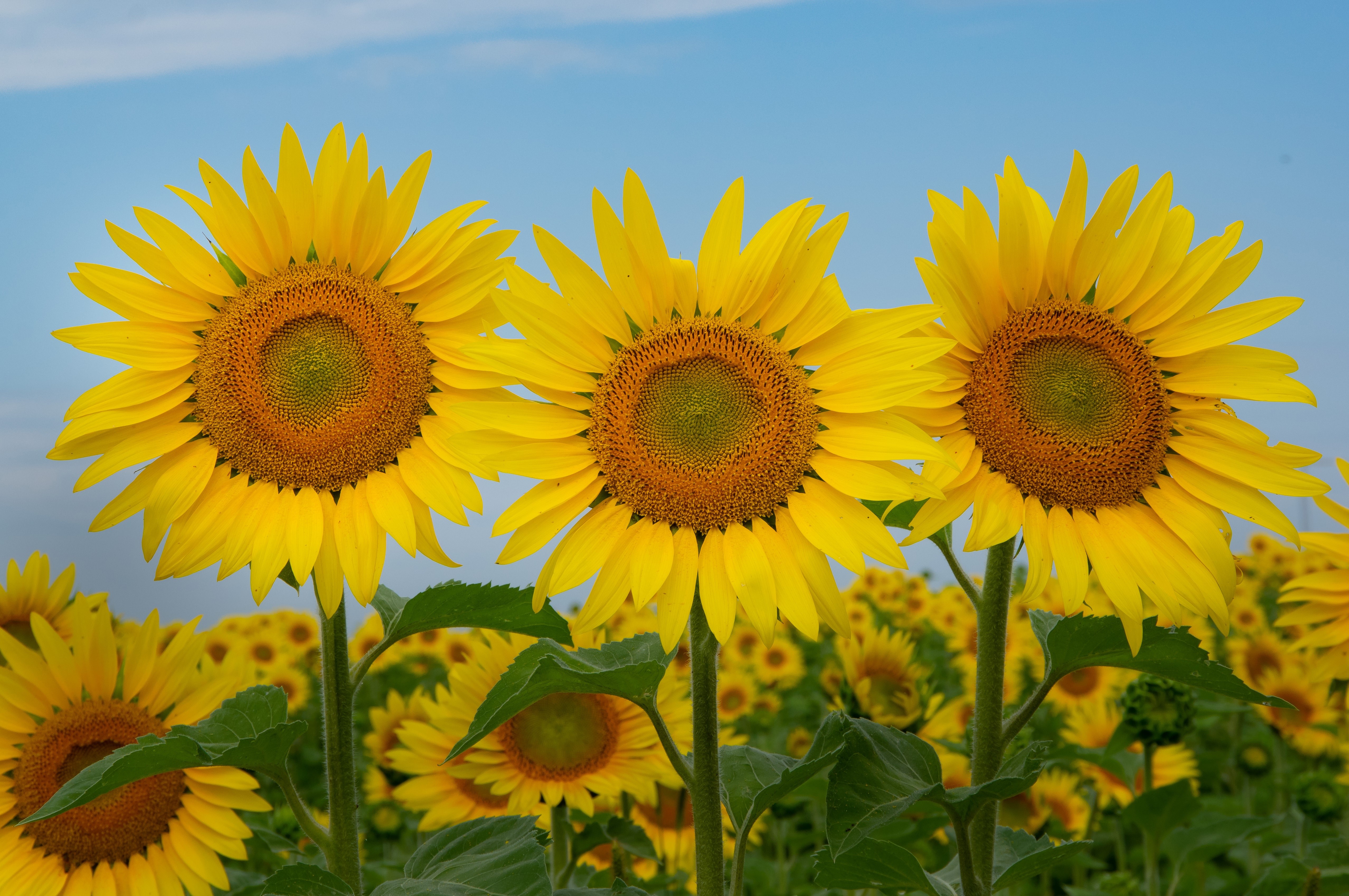 Three Sunflowers in a Field HD Wallpaper