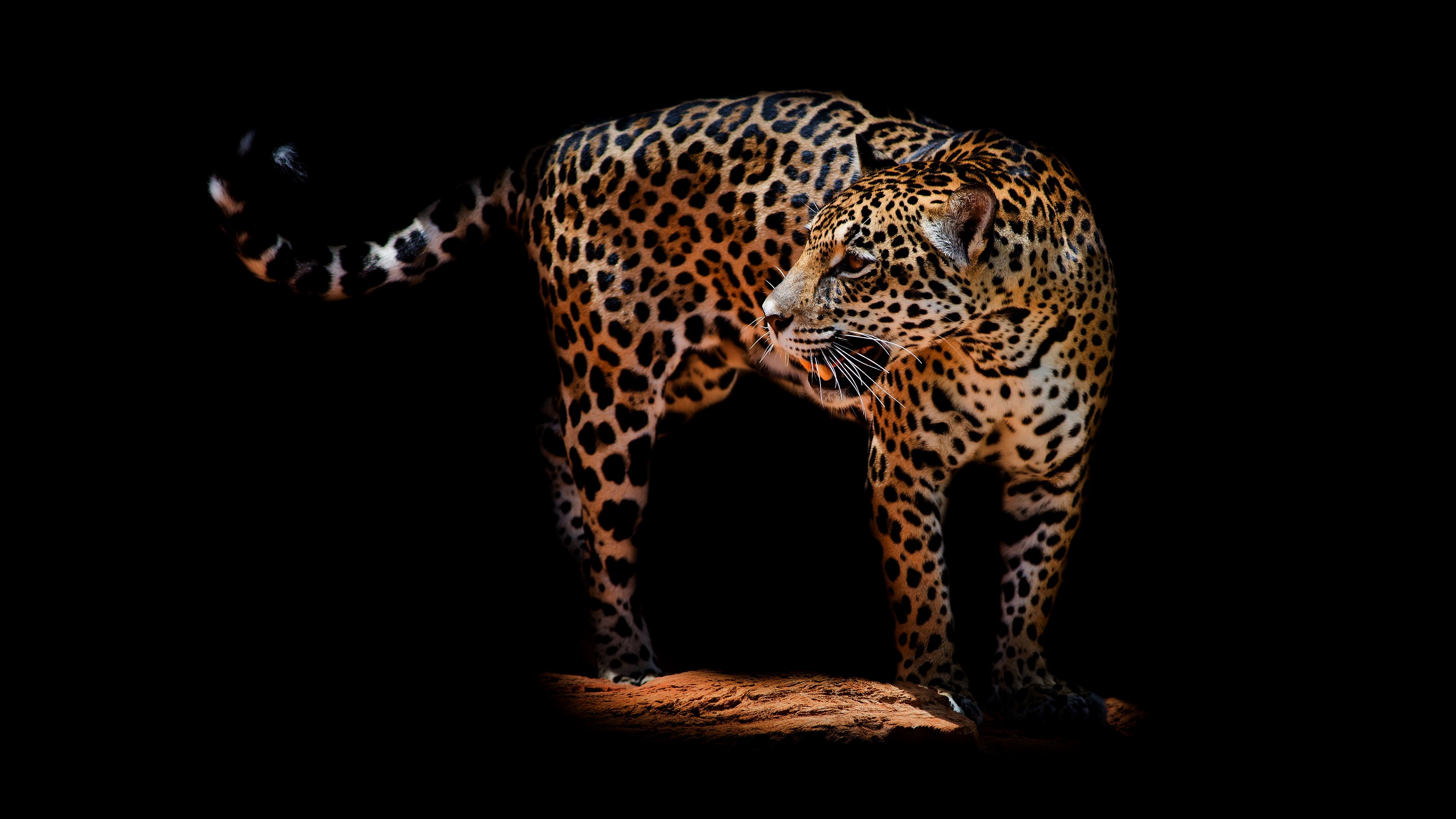 Jaguar on a black background HD Wallpaper