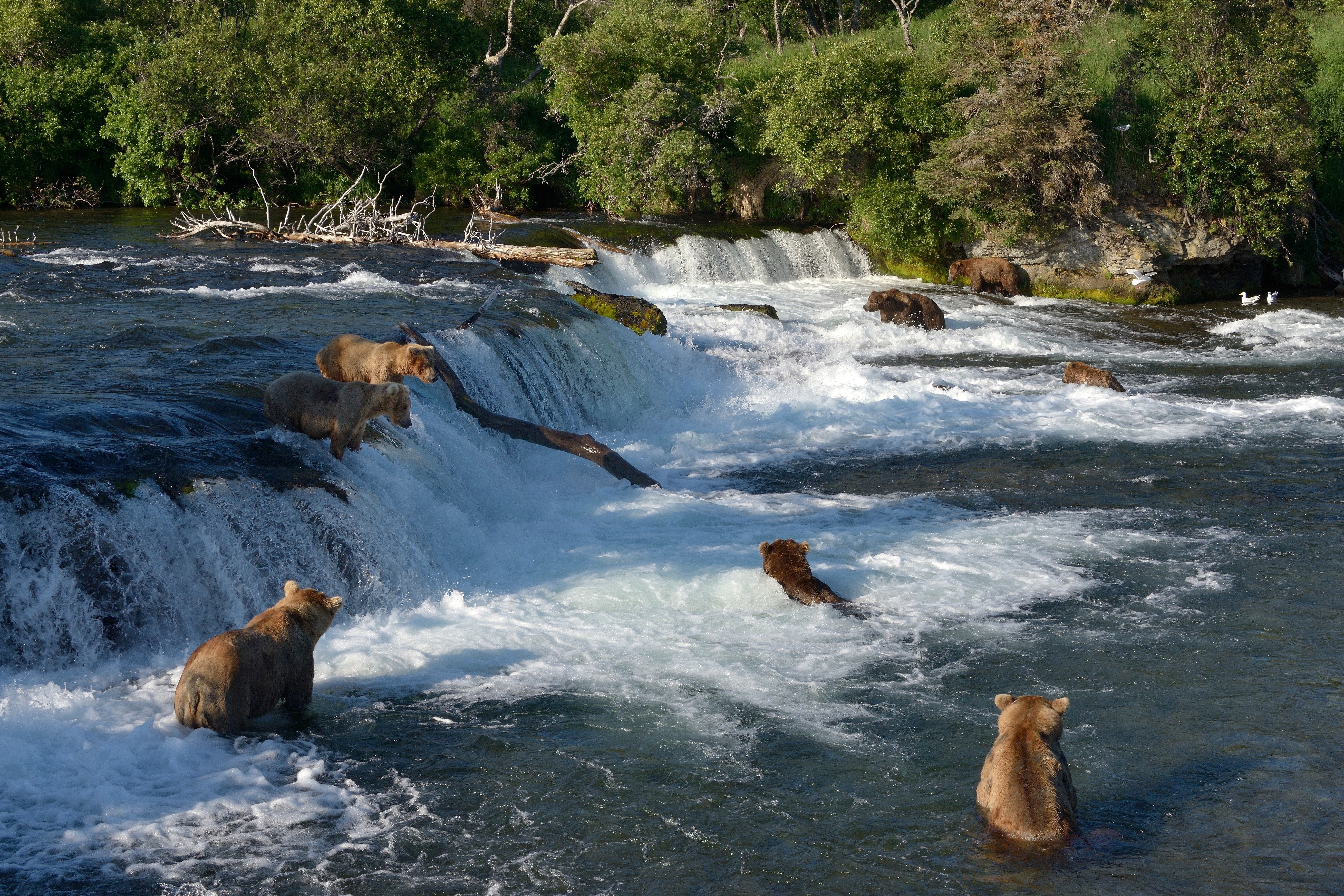 Brown Bears Fishing at a Waterfall HD Wallpaper