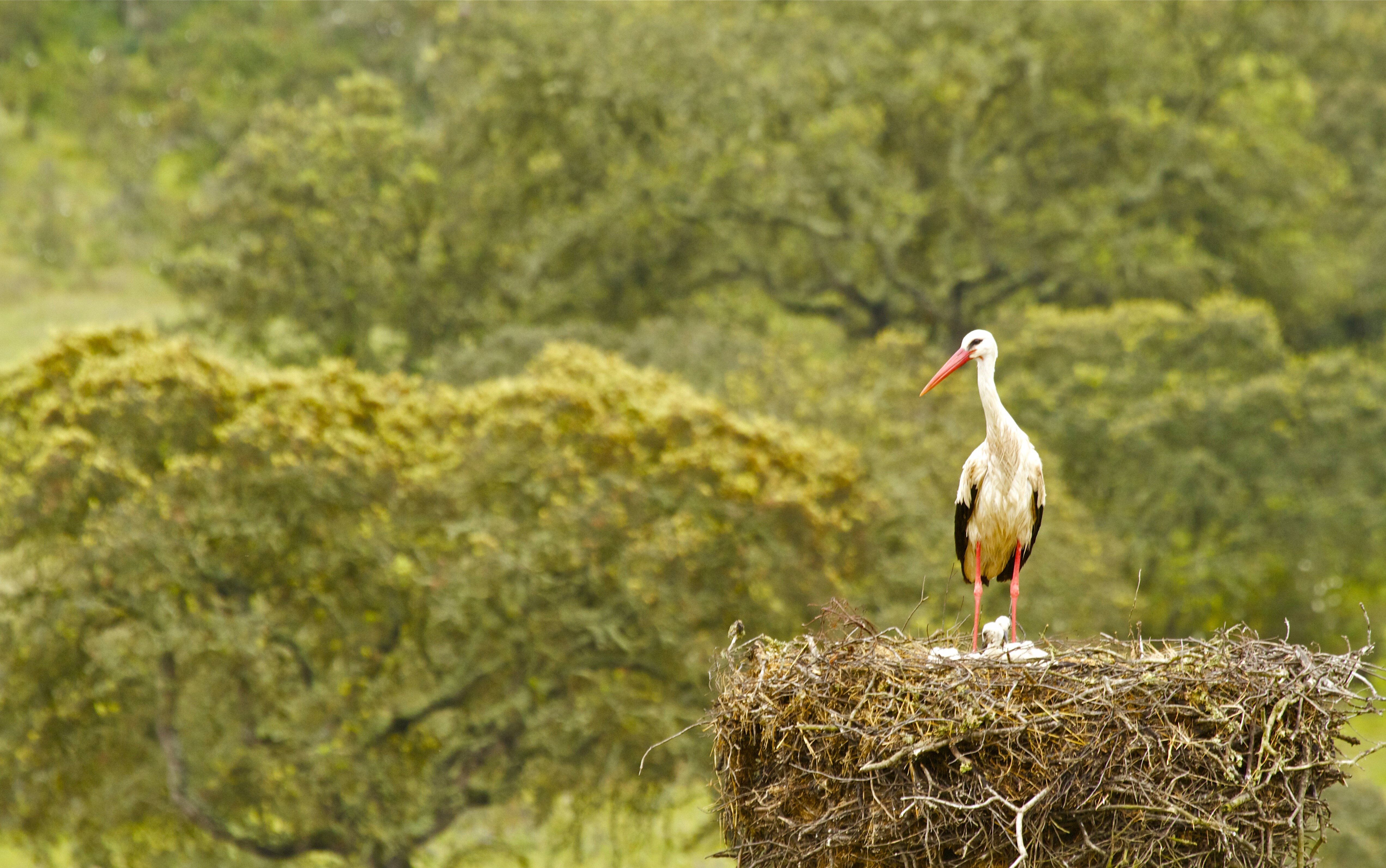 Storks in a nest with eggs HD Wallpaper