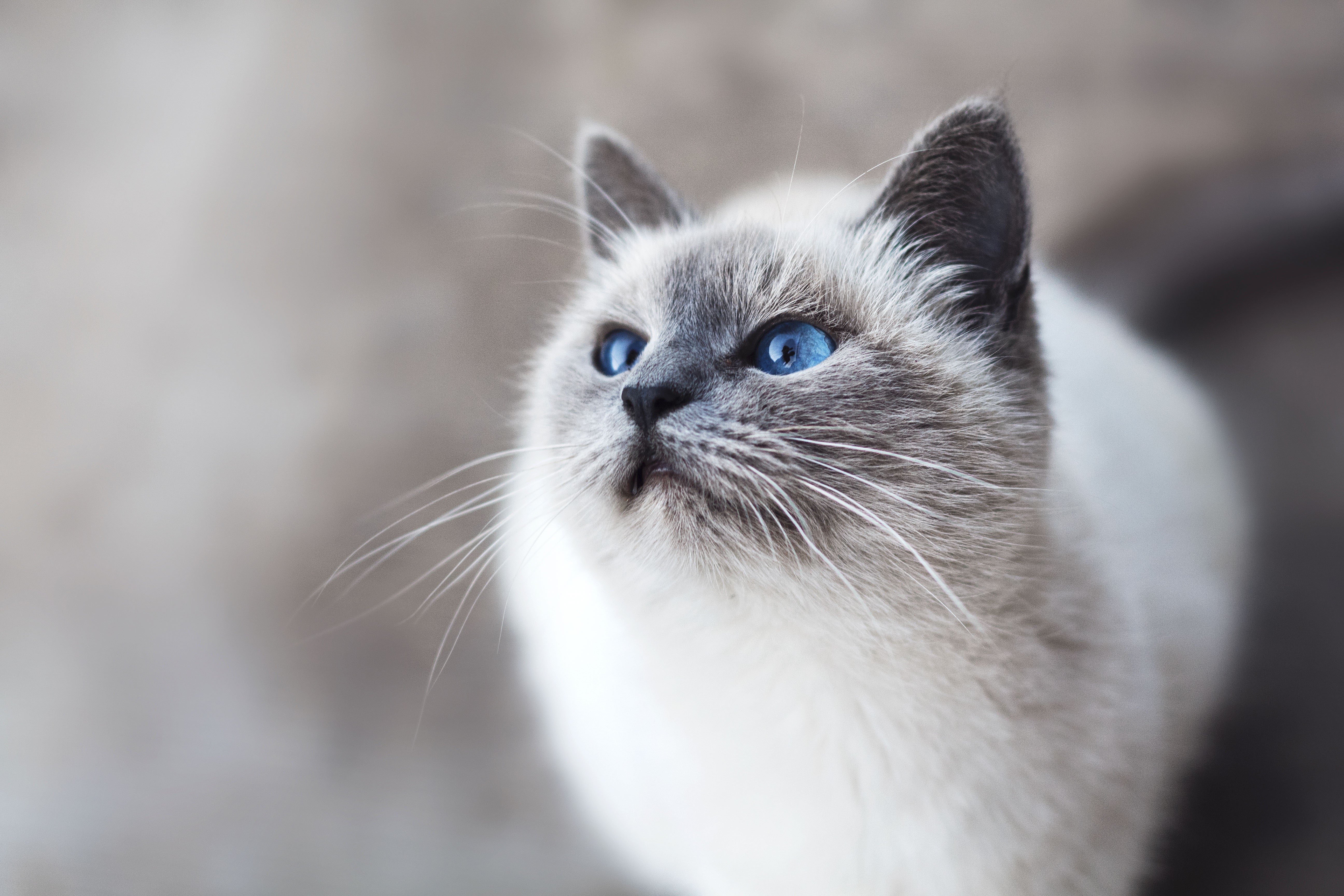 Siamese Cat with Blue Eyes Looking Up HD Wallpaper