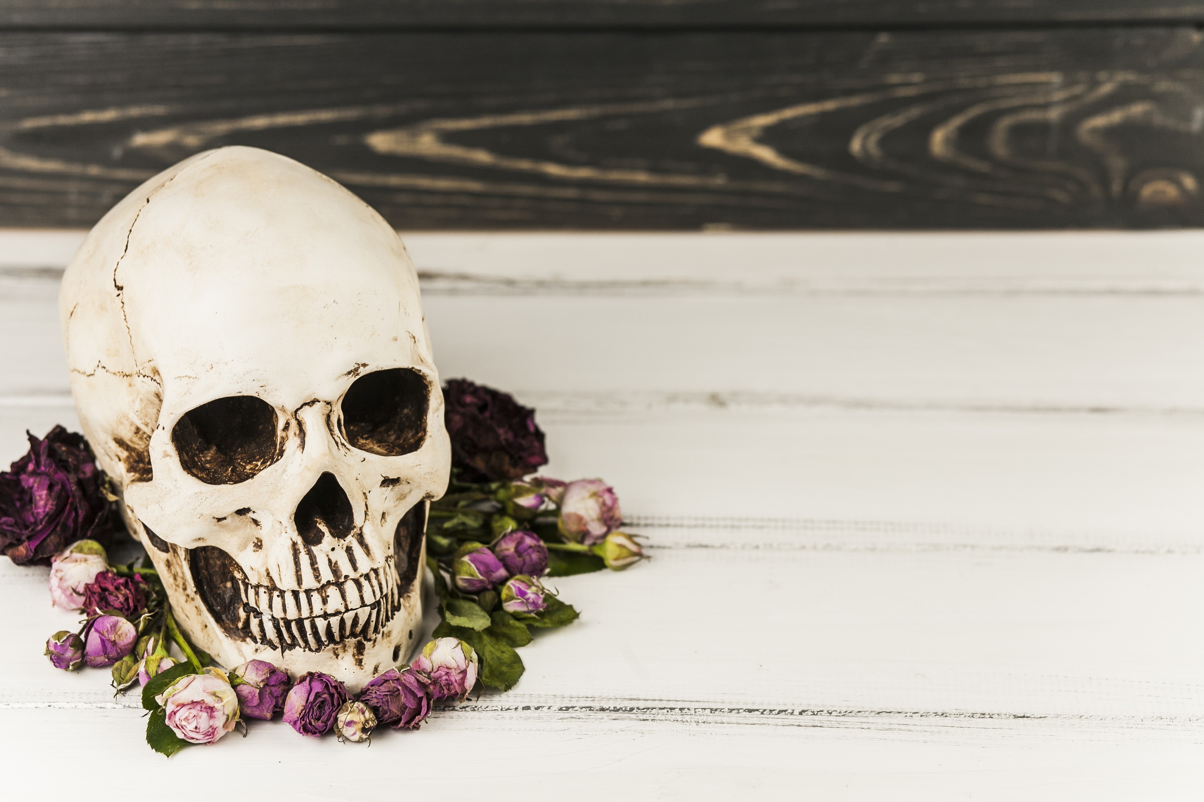 Skull with dried roses on wooden background HD Wallpaper