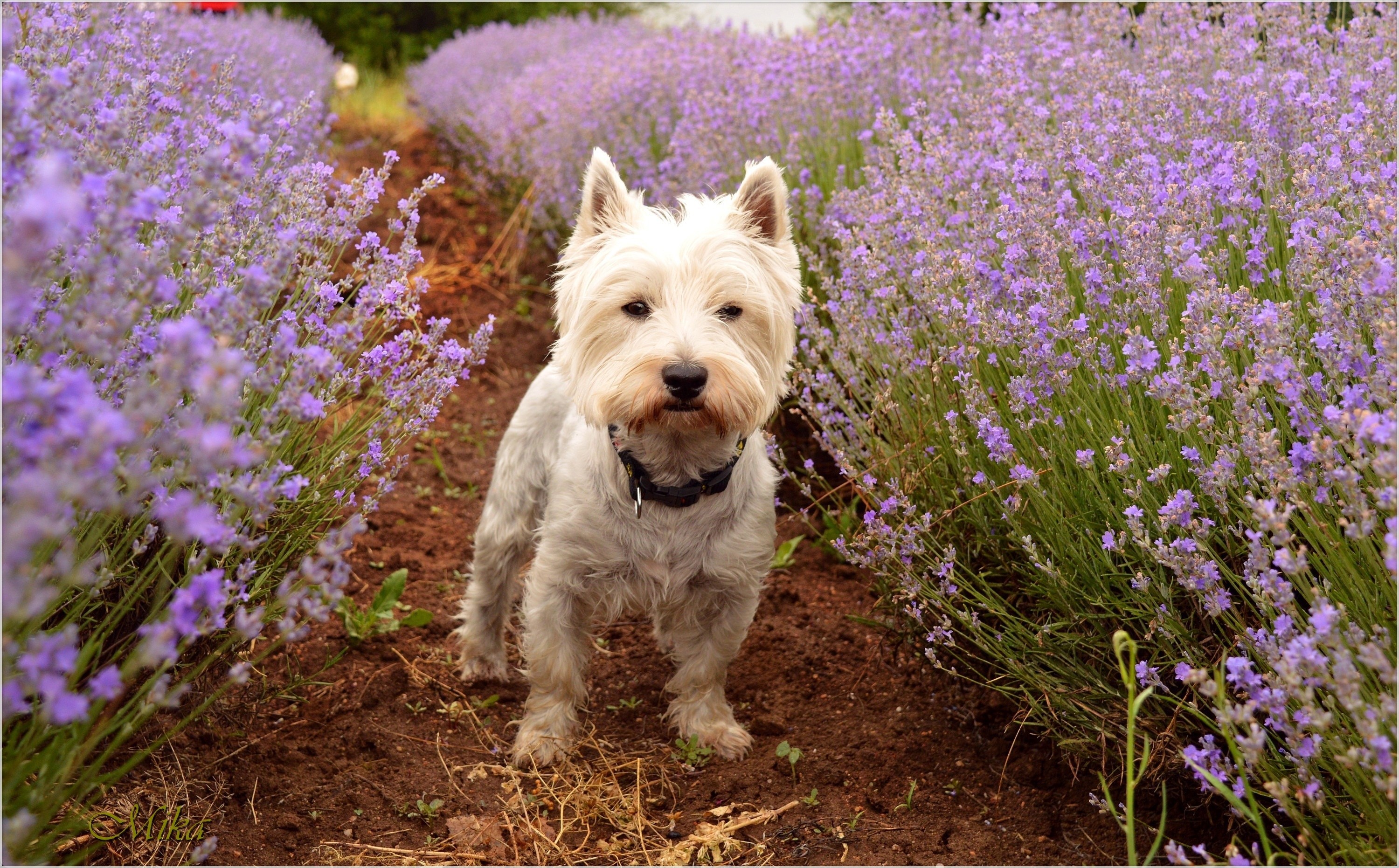 West Highland White Terrier in a lavender field HD Wallpaper