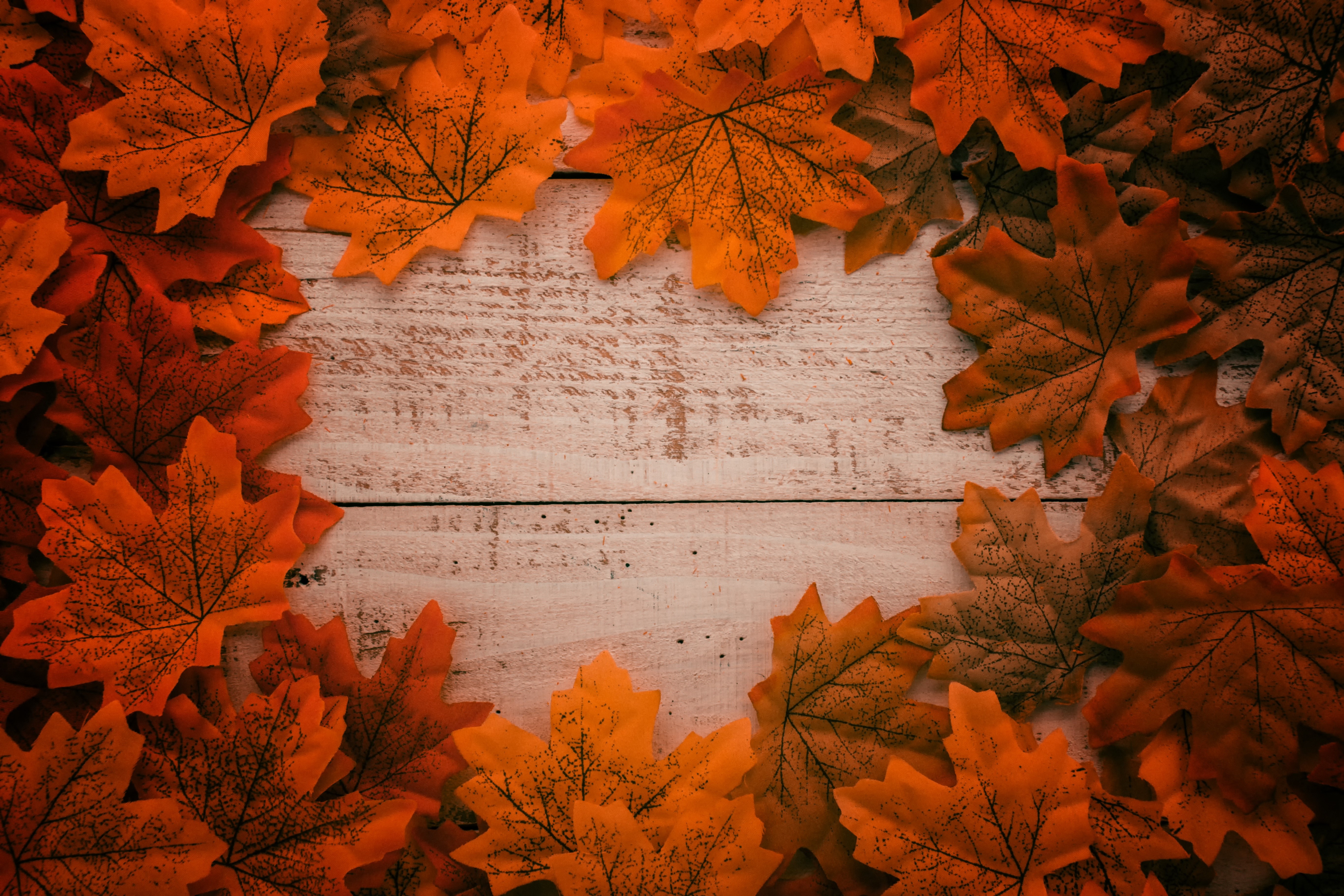 Autumn Maple Leaves on White Wood Background HD Wallpaper