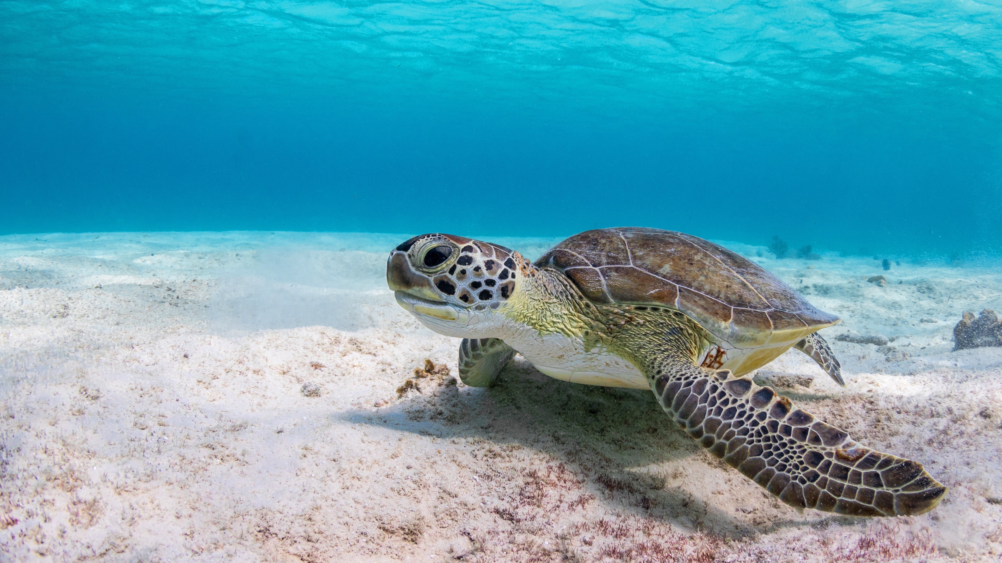 Green Sea Turtle Underwater HD Wallpaper