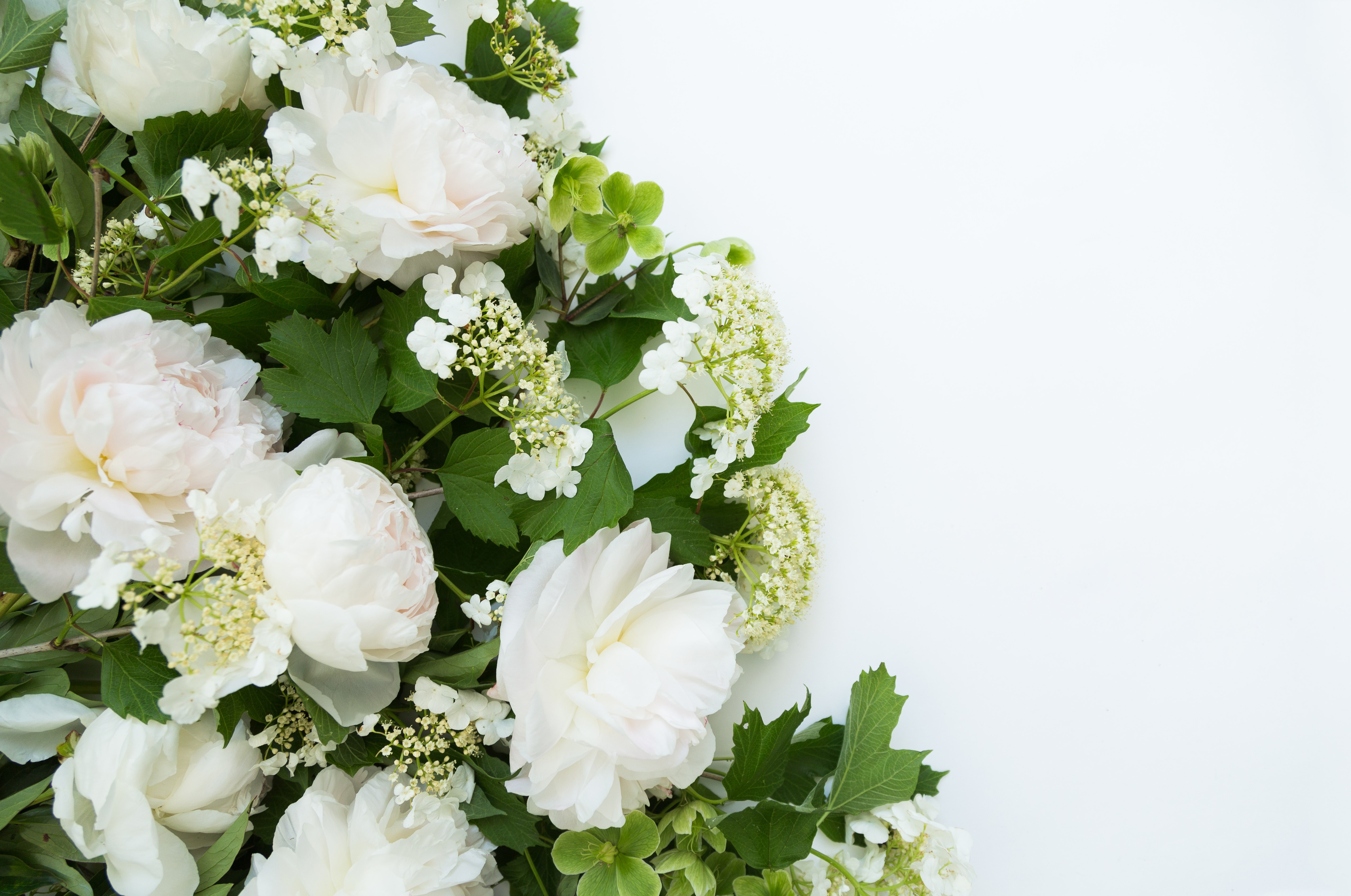 White Peonies and Greenery on White Background HD Wallpaper