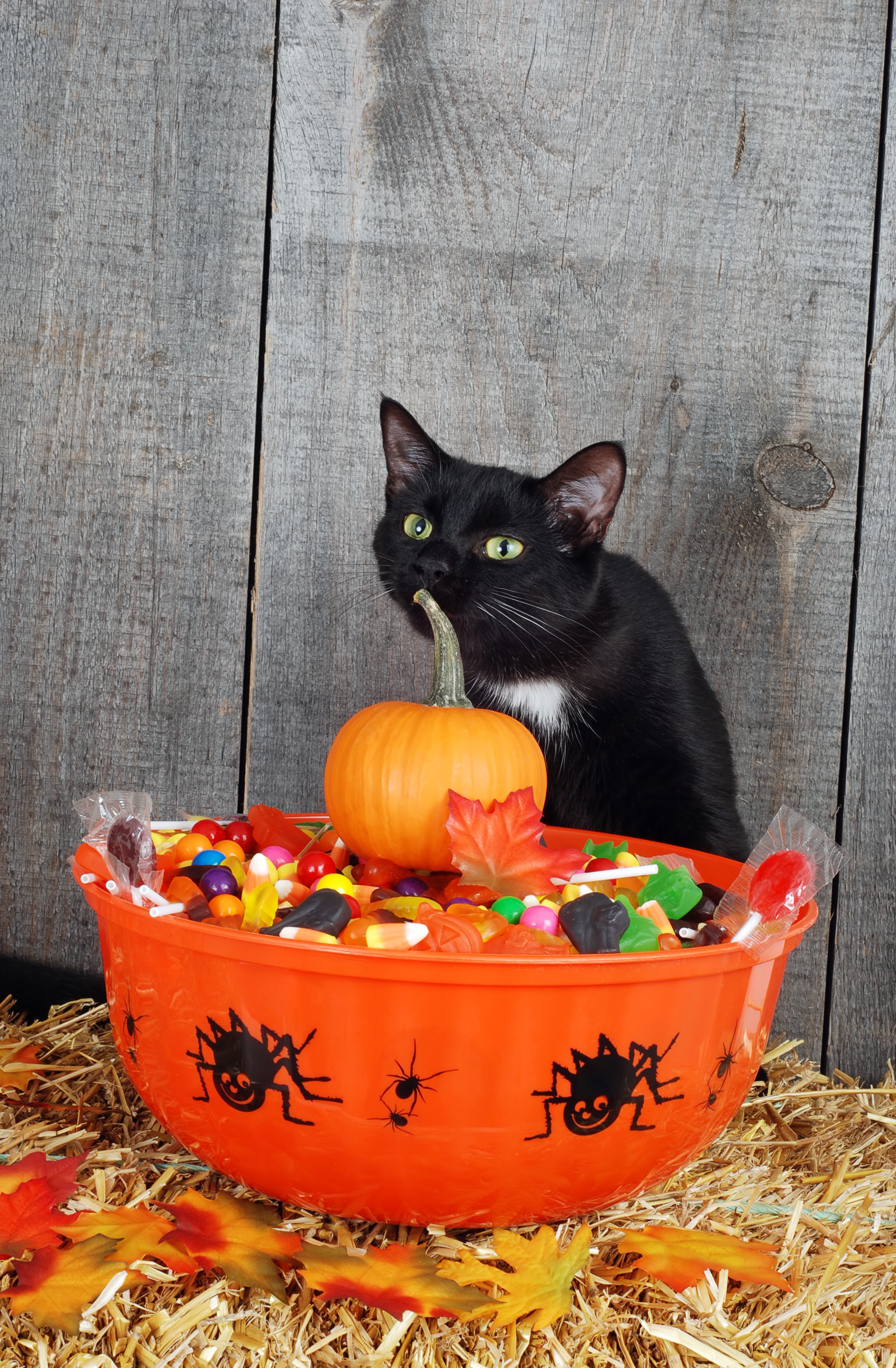 Black cat with Halloween candy and pumpkin HD Phone Wallpaper
