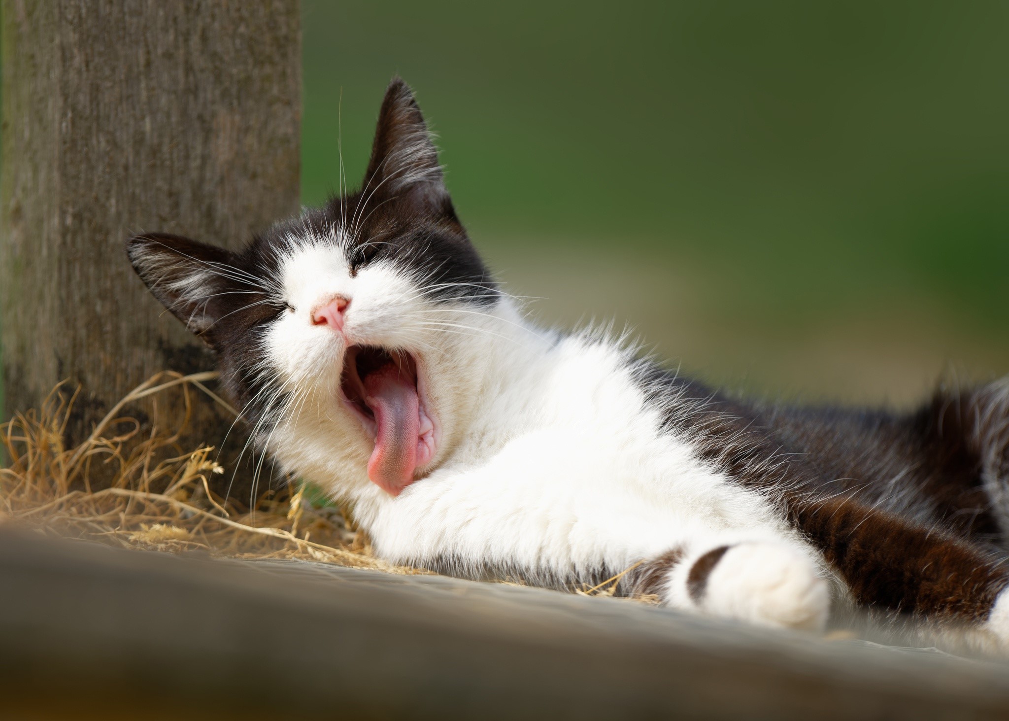 Black and white cat yawning outdoors HD Wallpaper