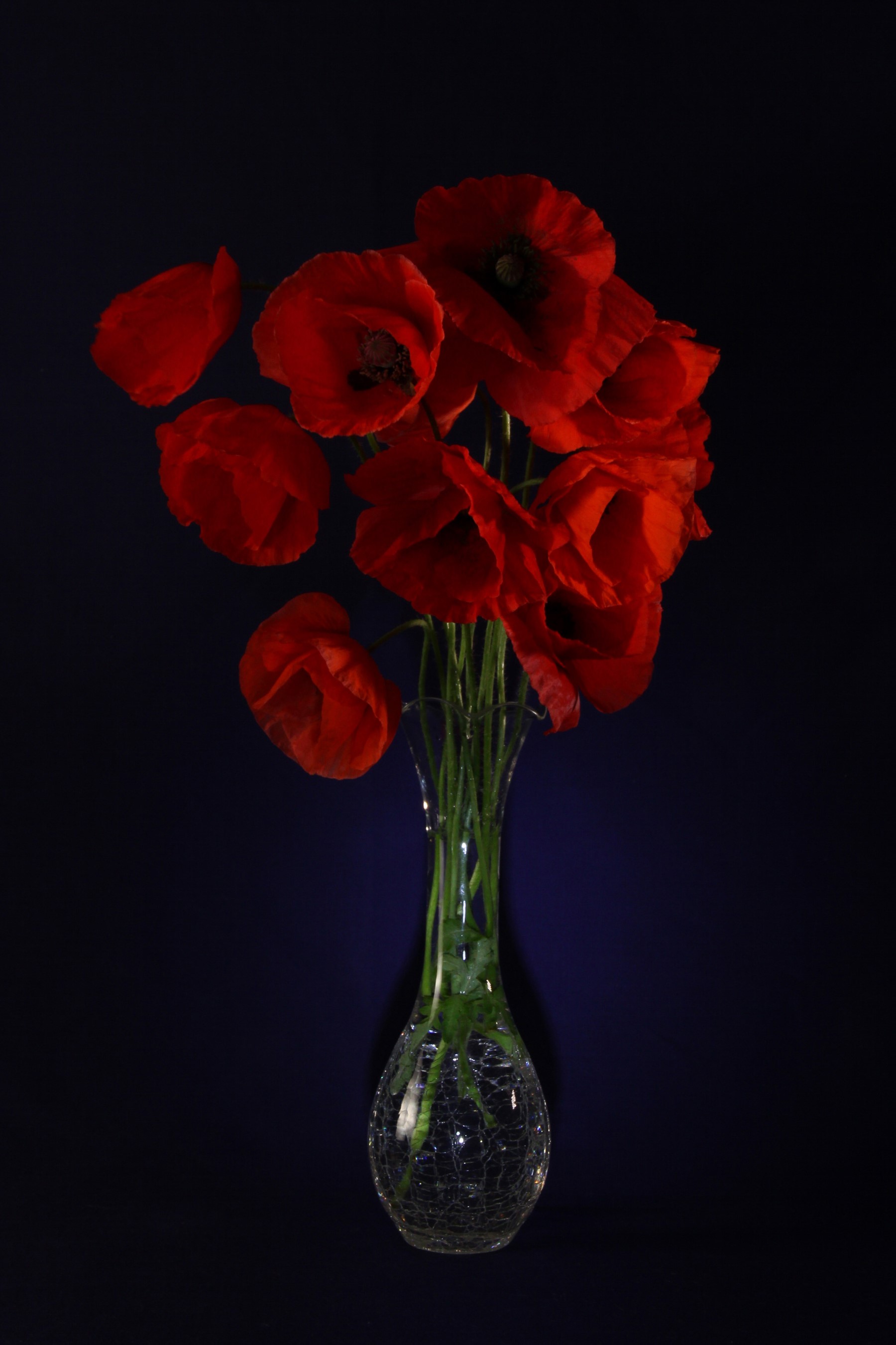 Red poppies in a glass vase on a dark background HD Phone Wallpaper